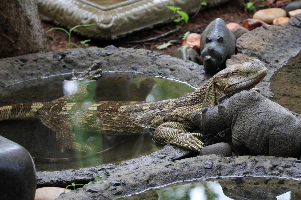Mongoose Haven