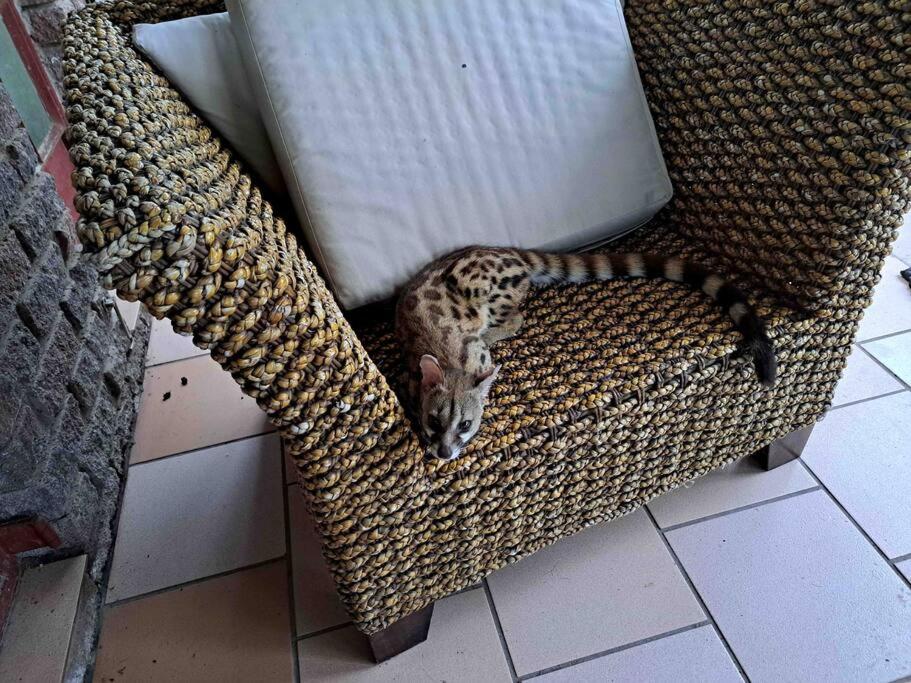 Mongoose Haven