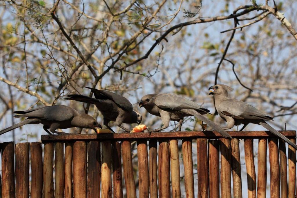 Mongoose Haven