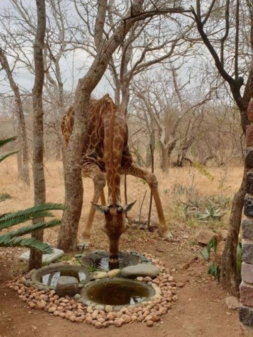 Mongoose Haven