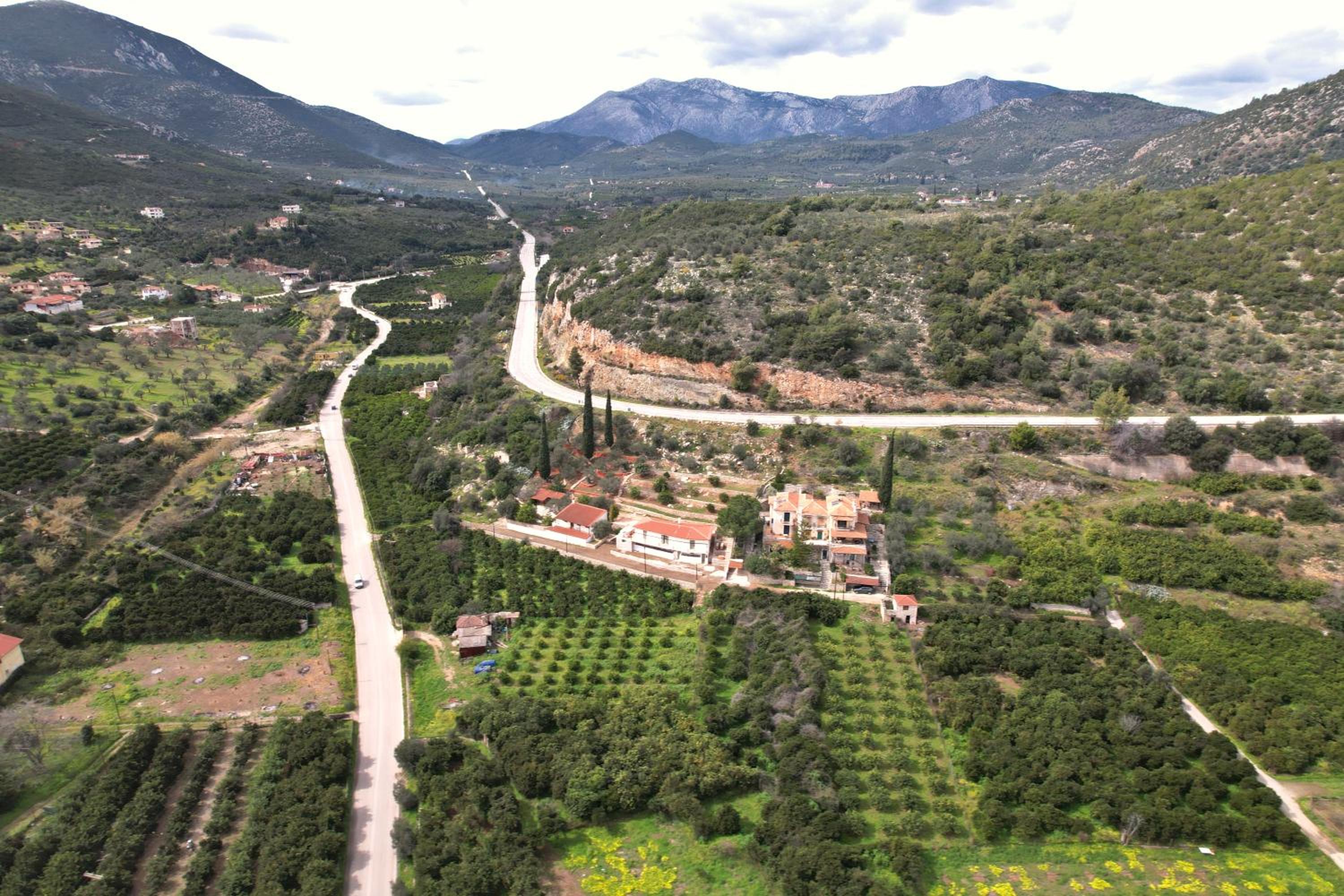 The Olive Tree view 4