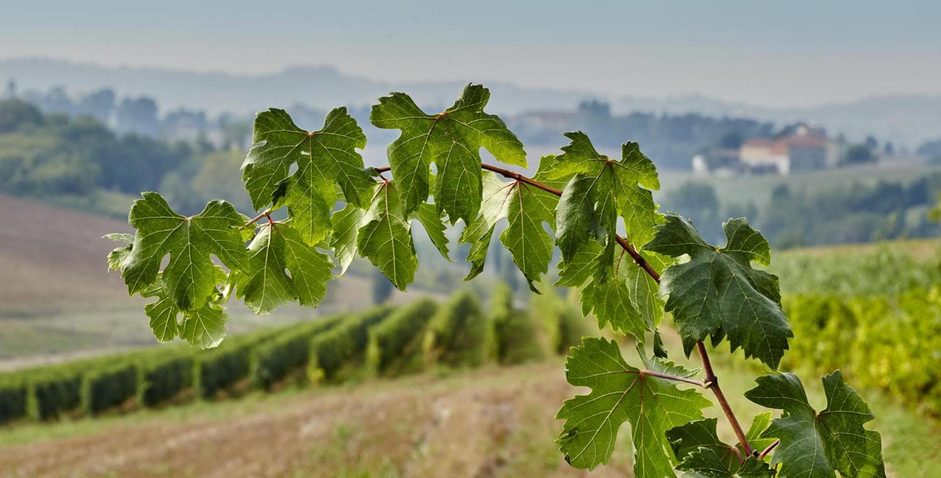 Agriturismo Le Tre Rose - Cantina Zanello view 2