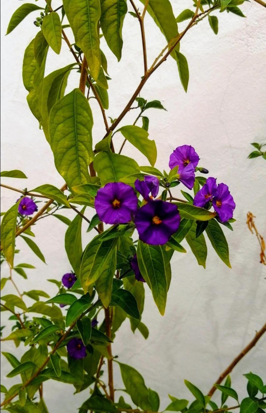Photo 45