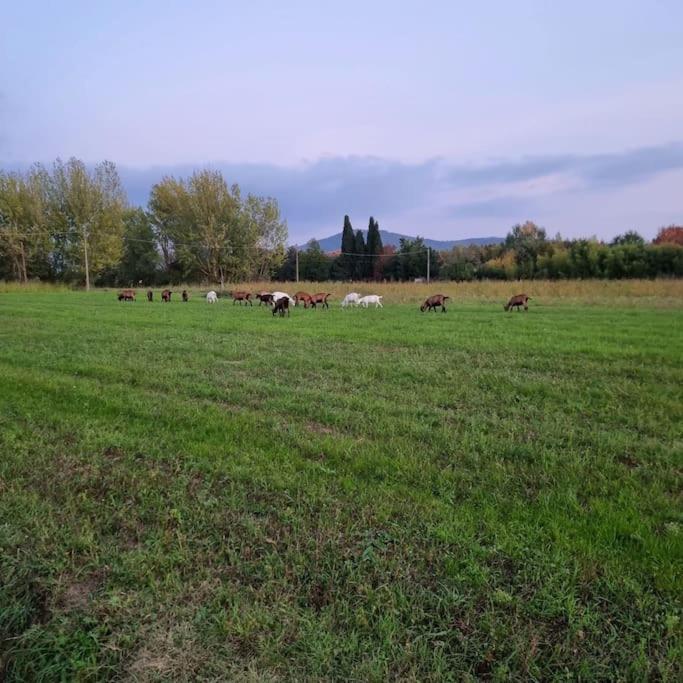 Cortona Vacations - Agriturismo - La capra amaltea - Property Image 32