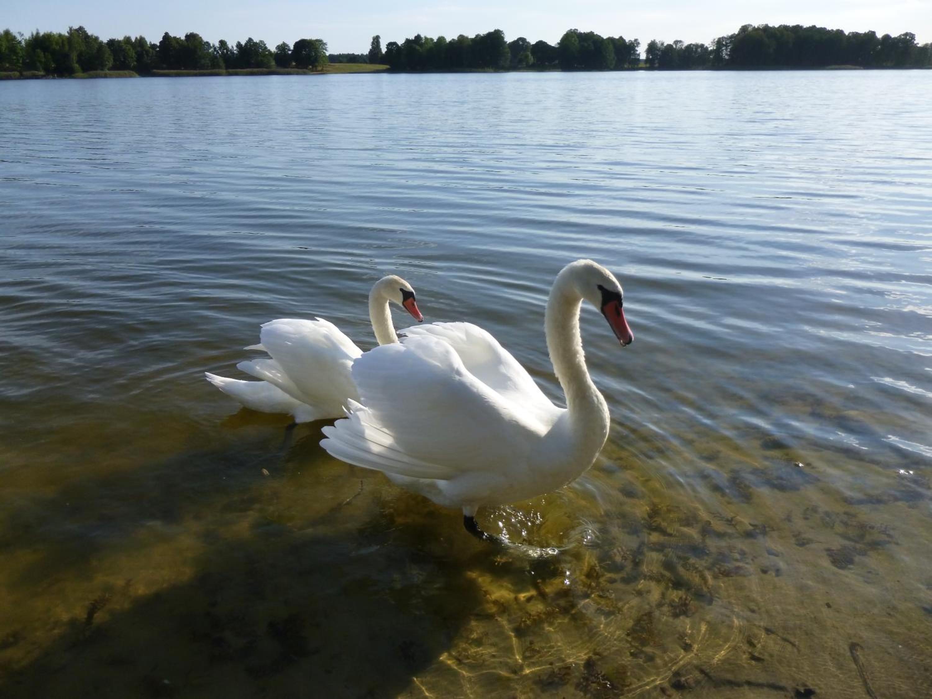 Photo 46