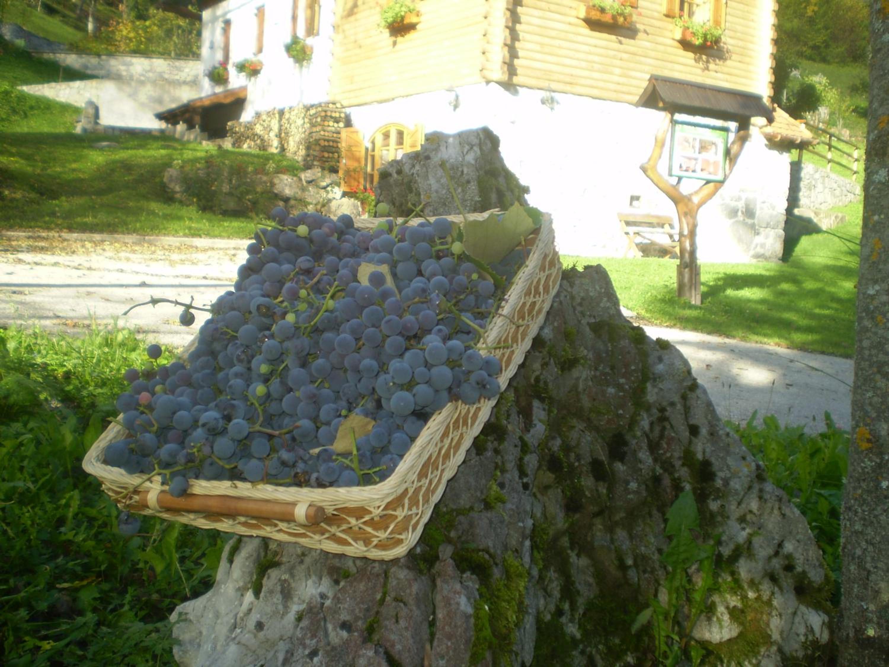 Photo 45