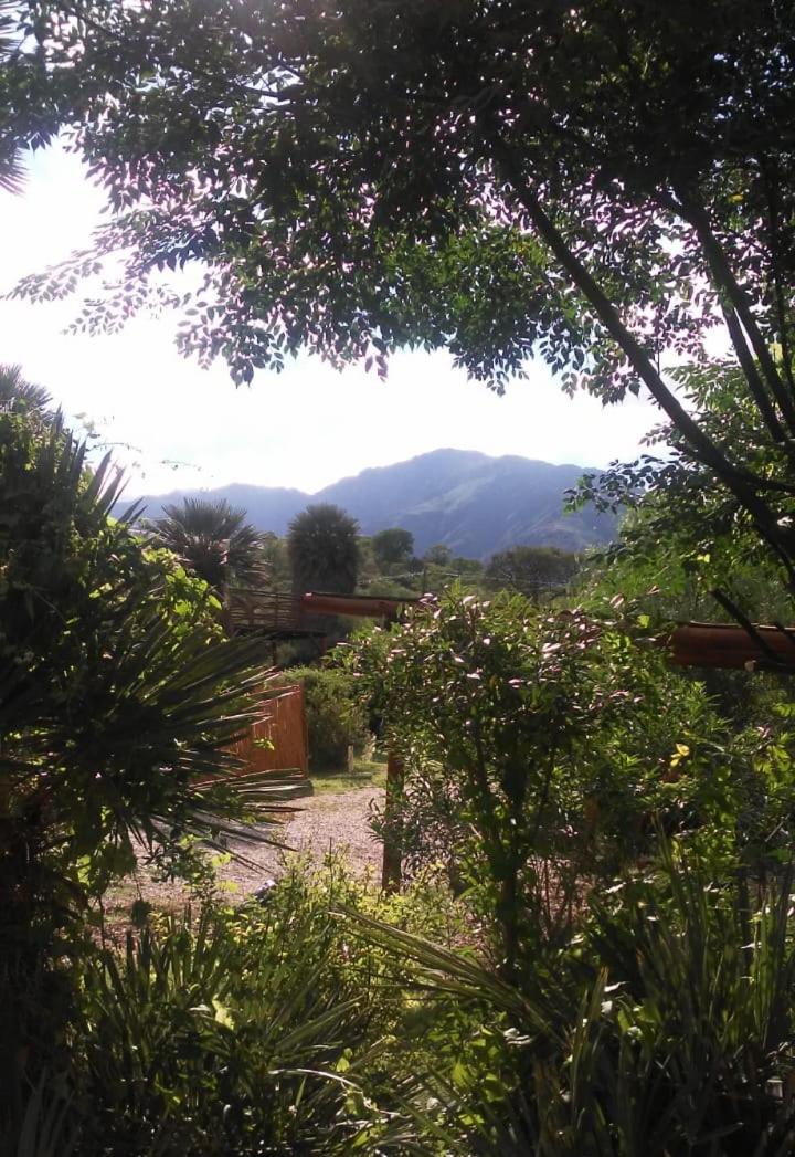 Palmares al cerro