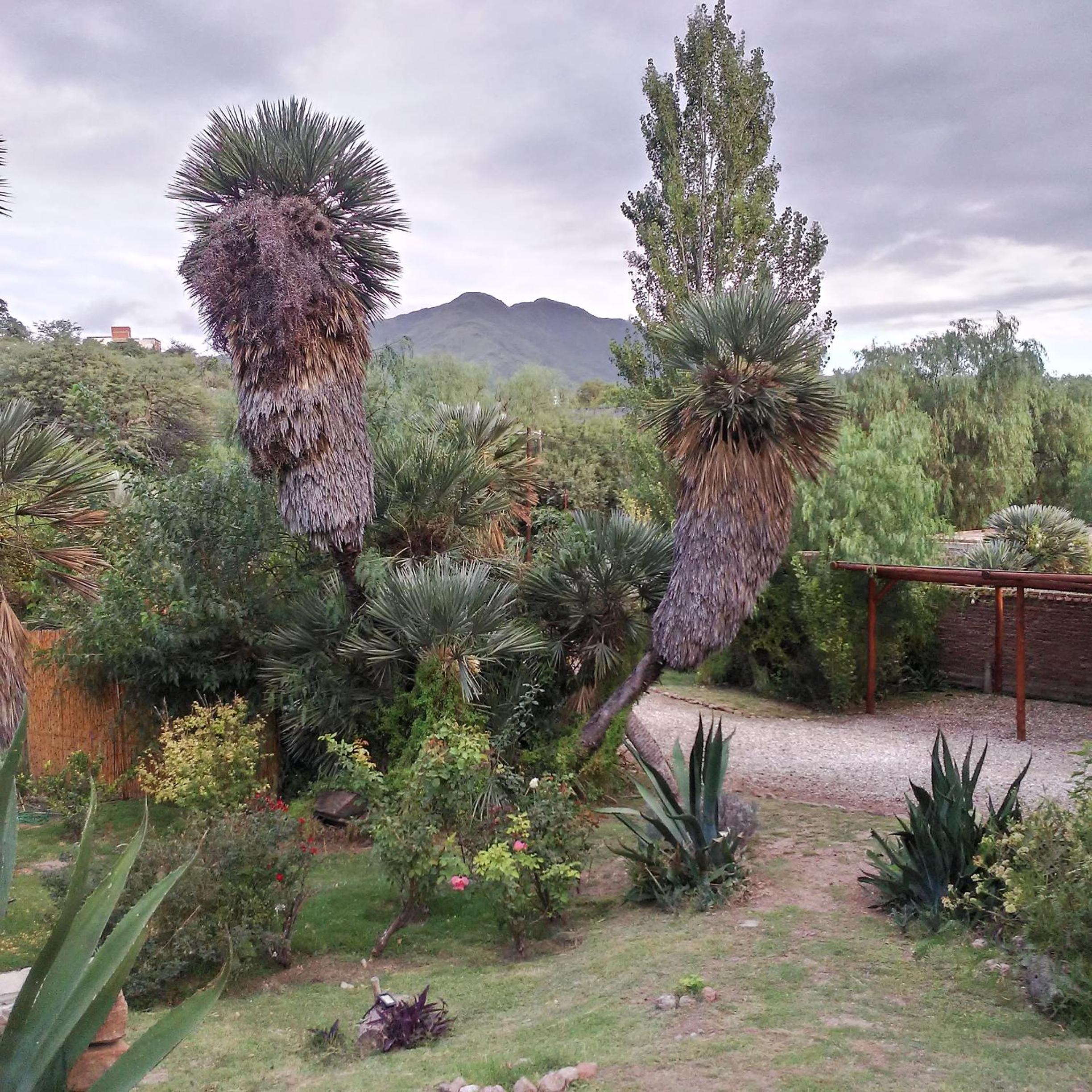 Palmares al cerro
