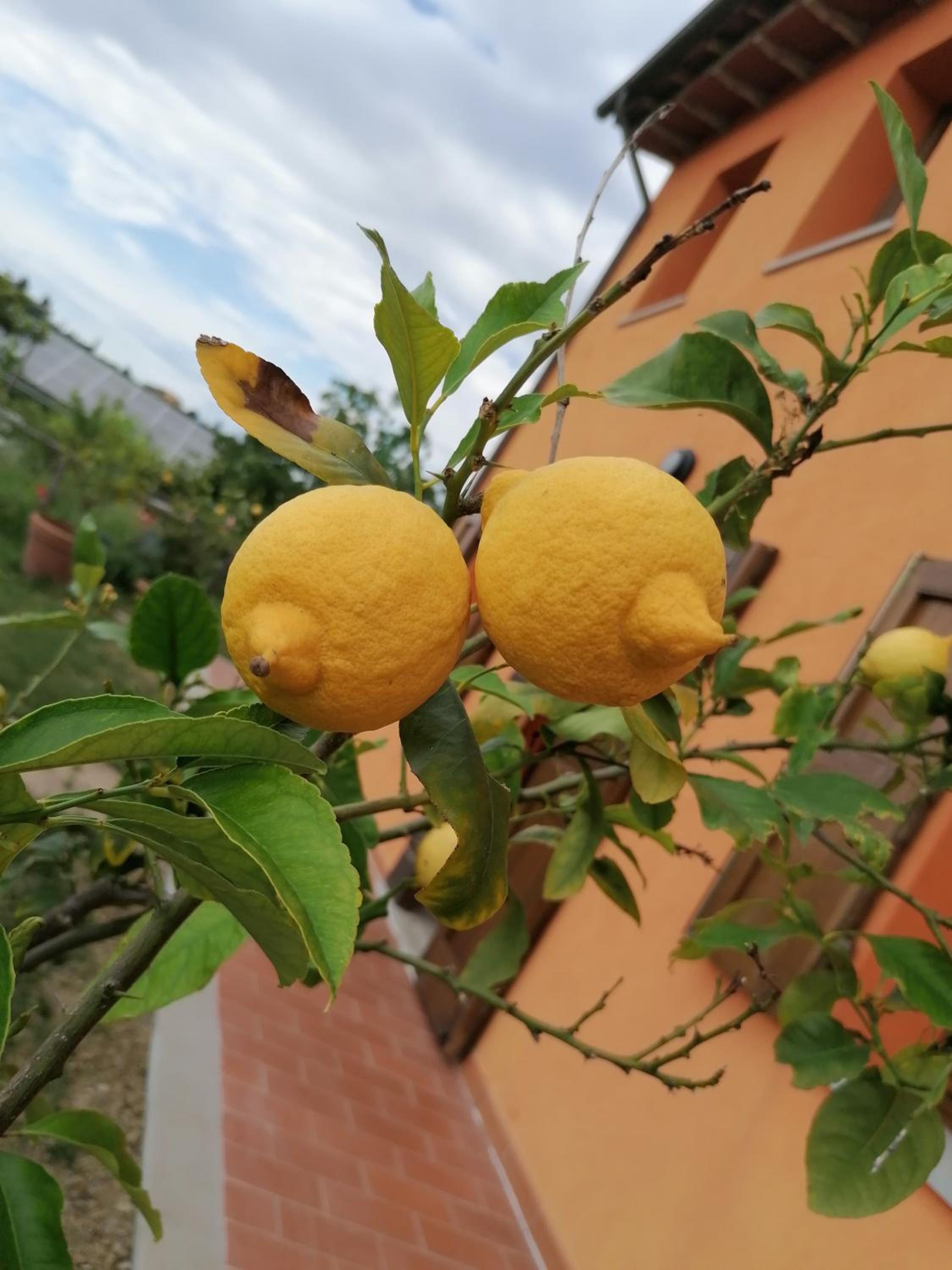 Agriturismo Borgo Stella