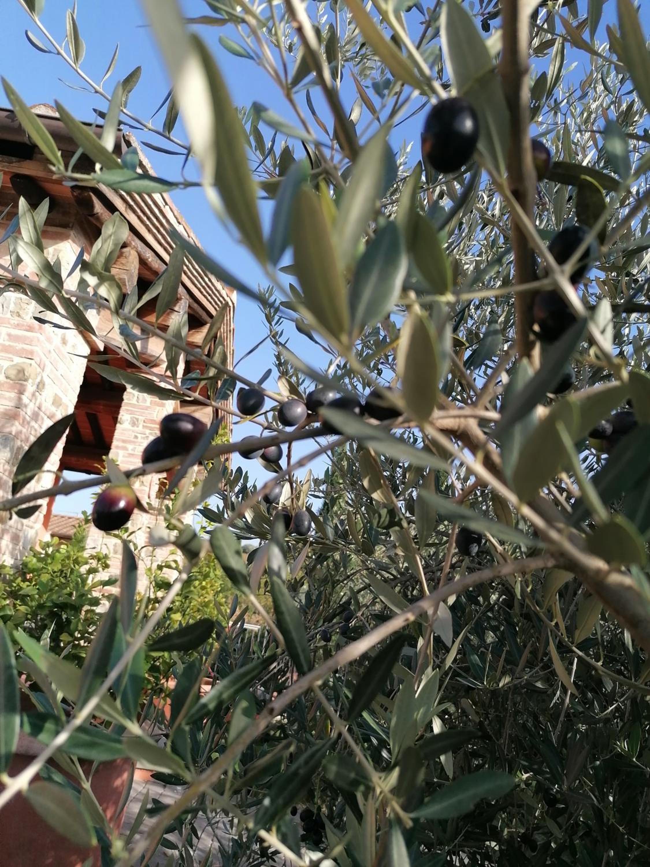 Agriturismo Borgo Stella