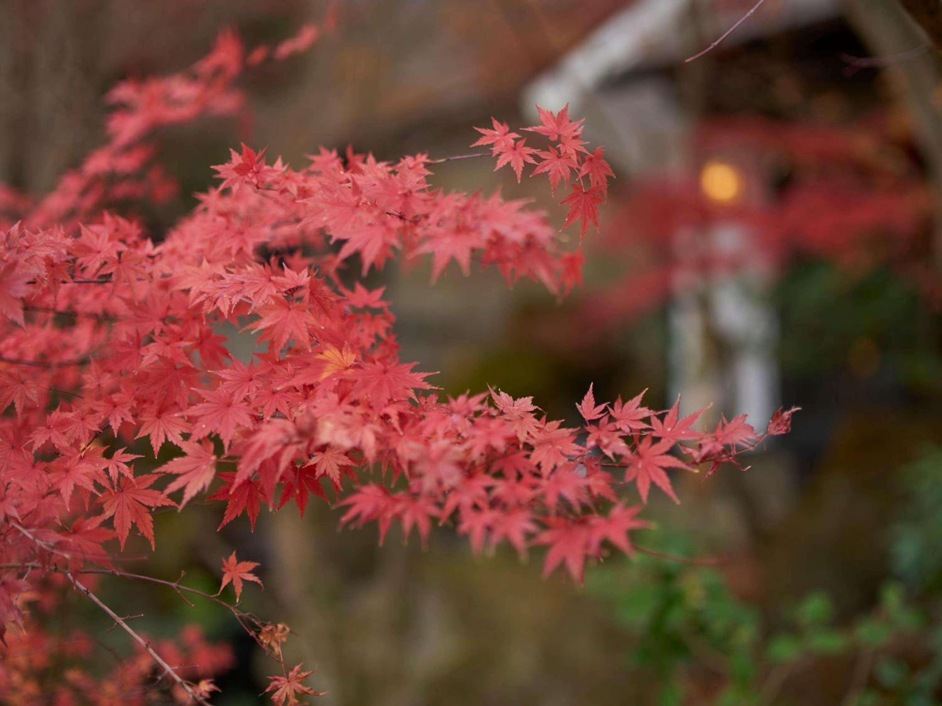 Yufuin Rakuyu