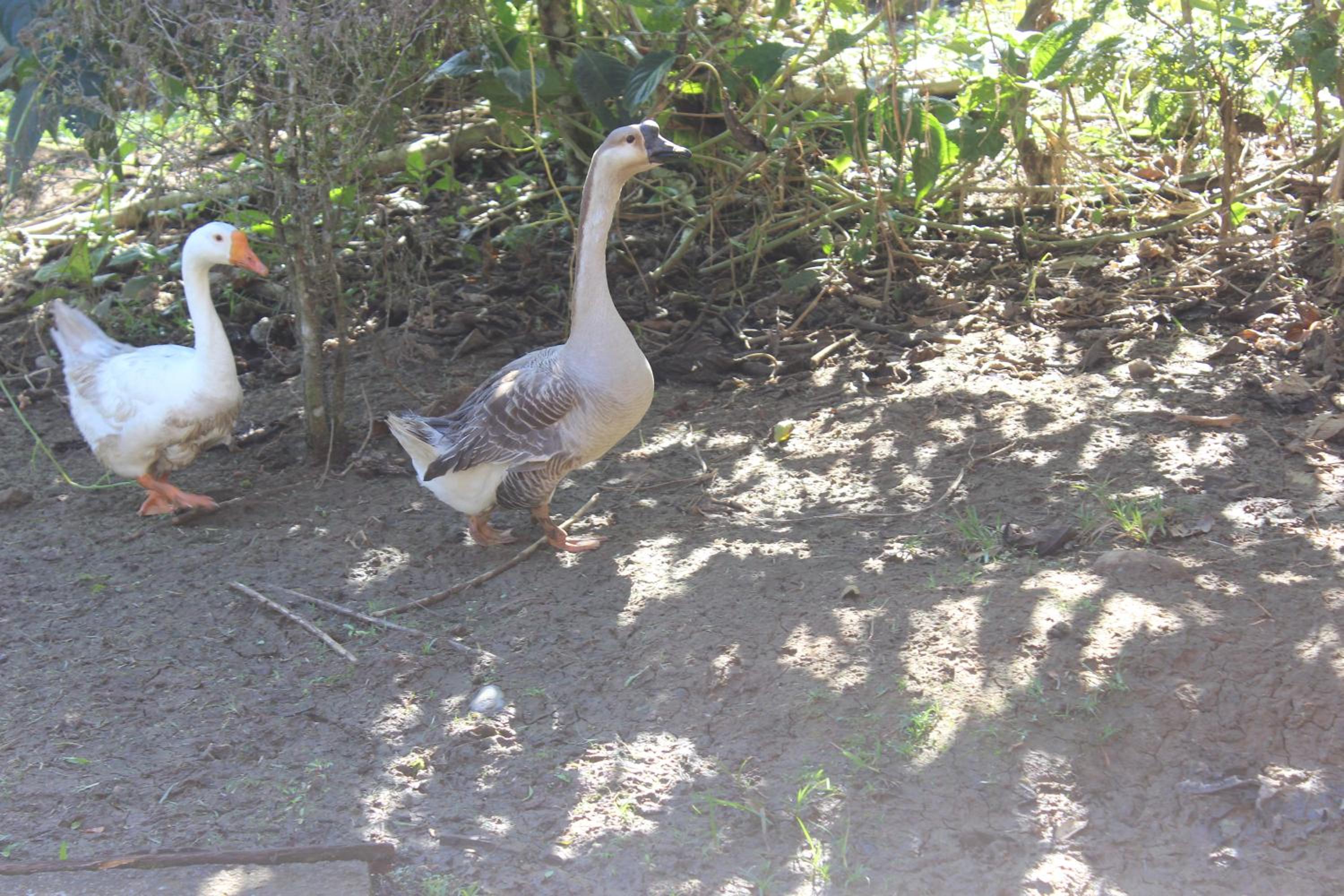 Rancho Los Duendes