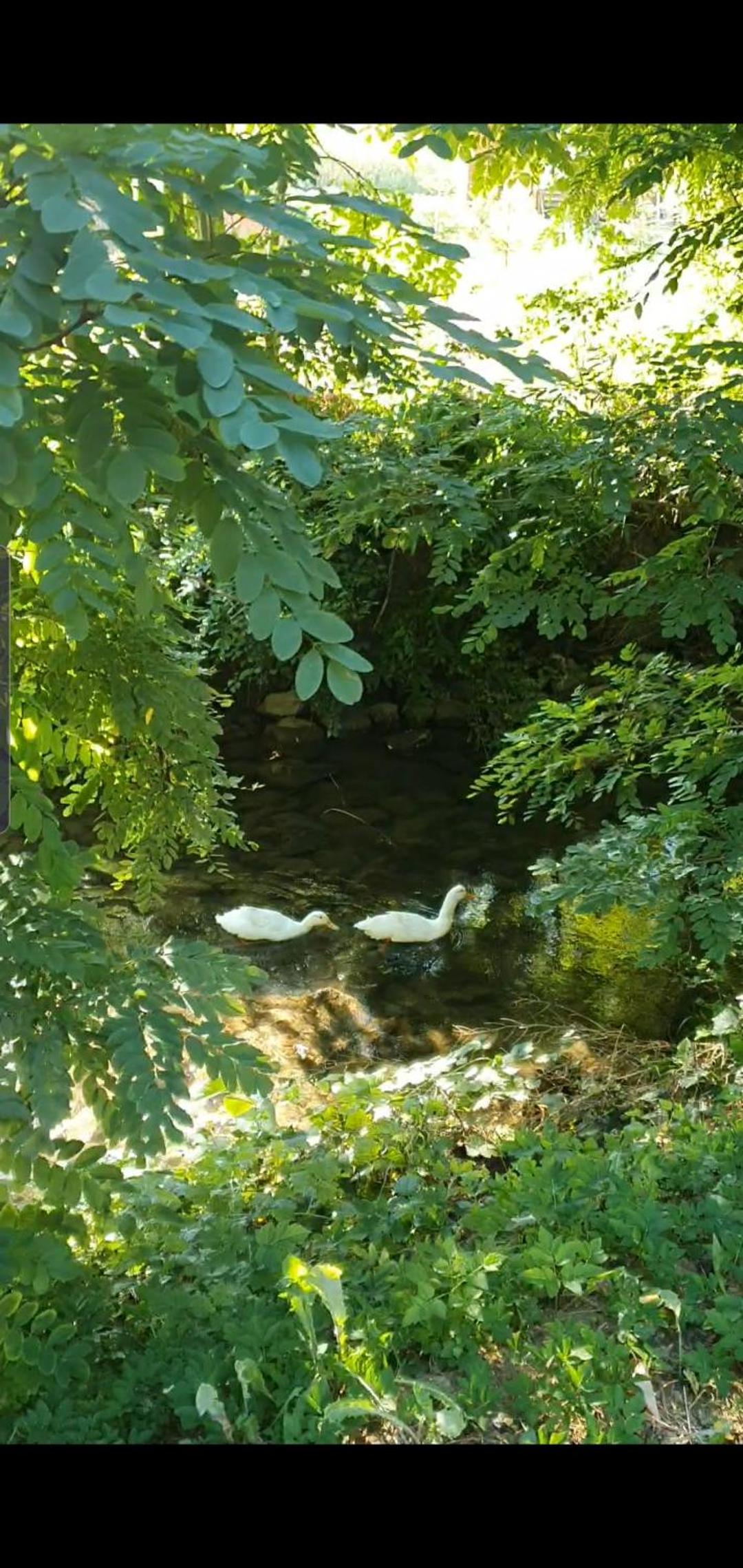 Photo 45