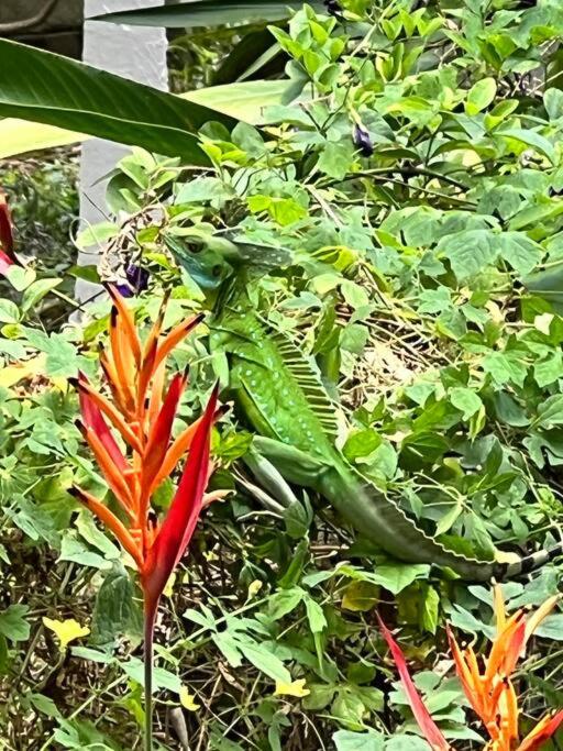 Tiny jungle house, few minutes from the beach