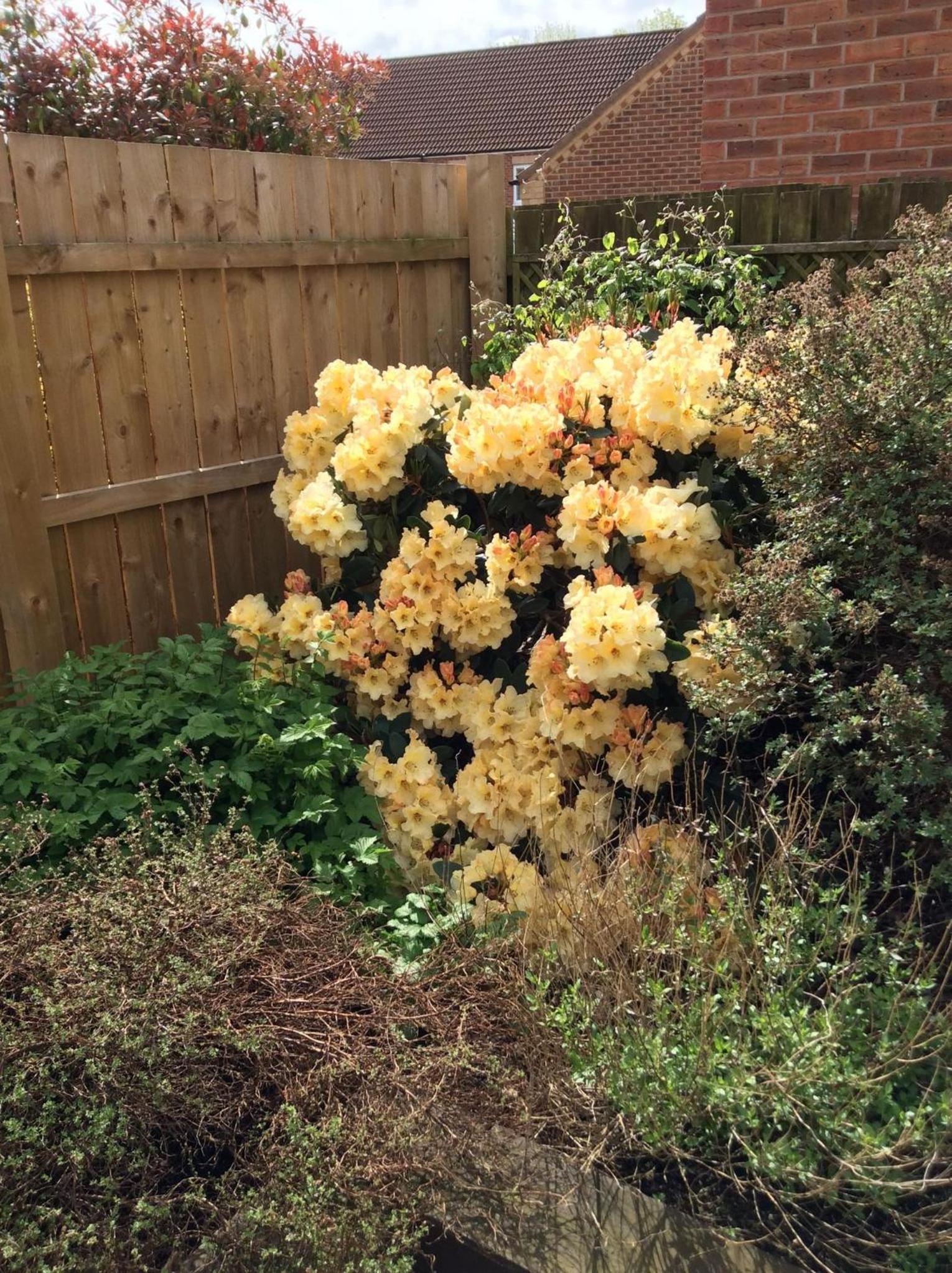 Meadowsweet House