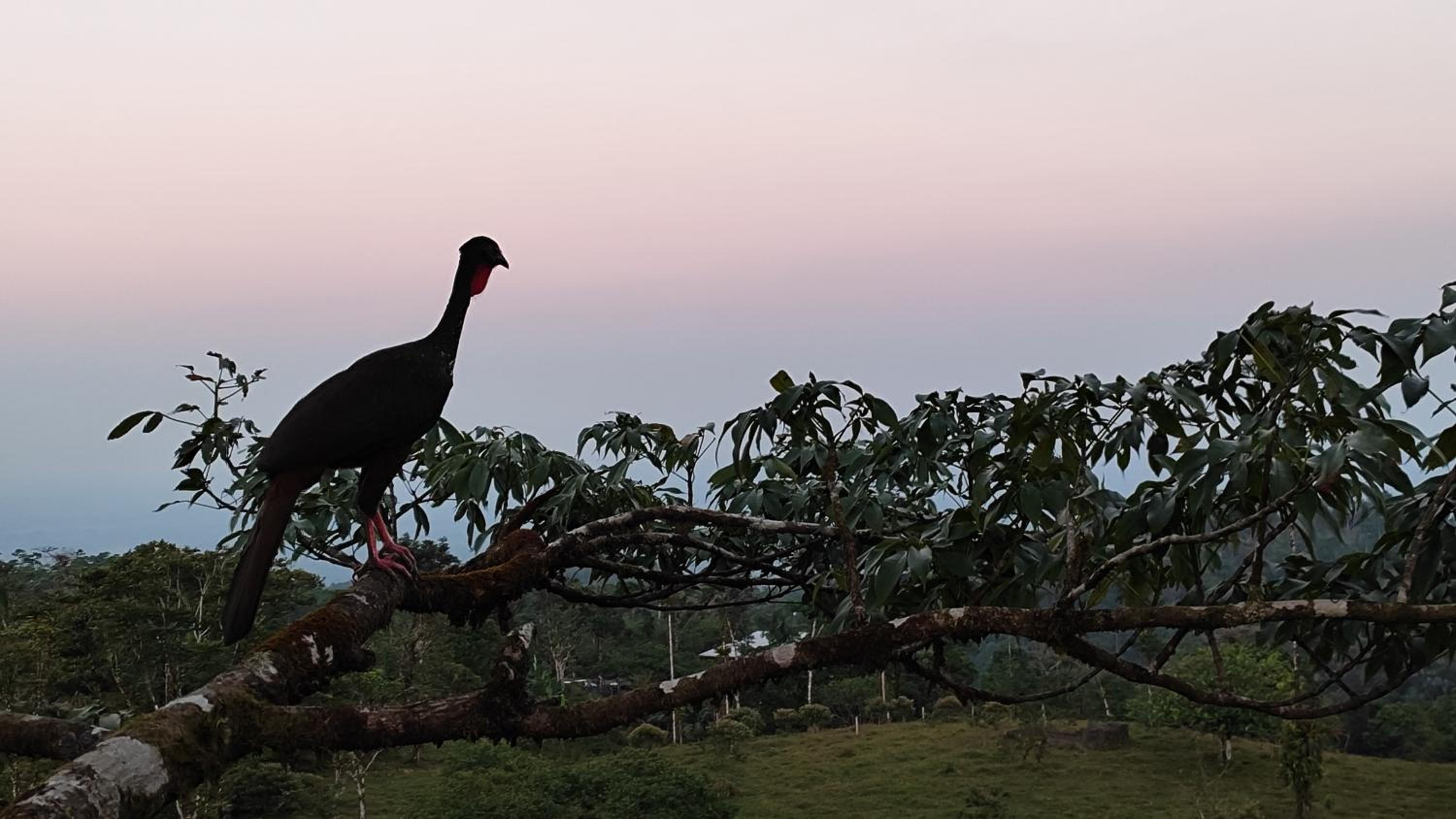 other