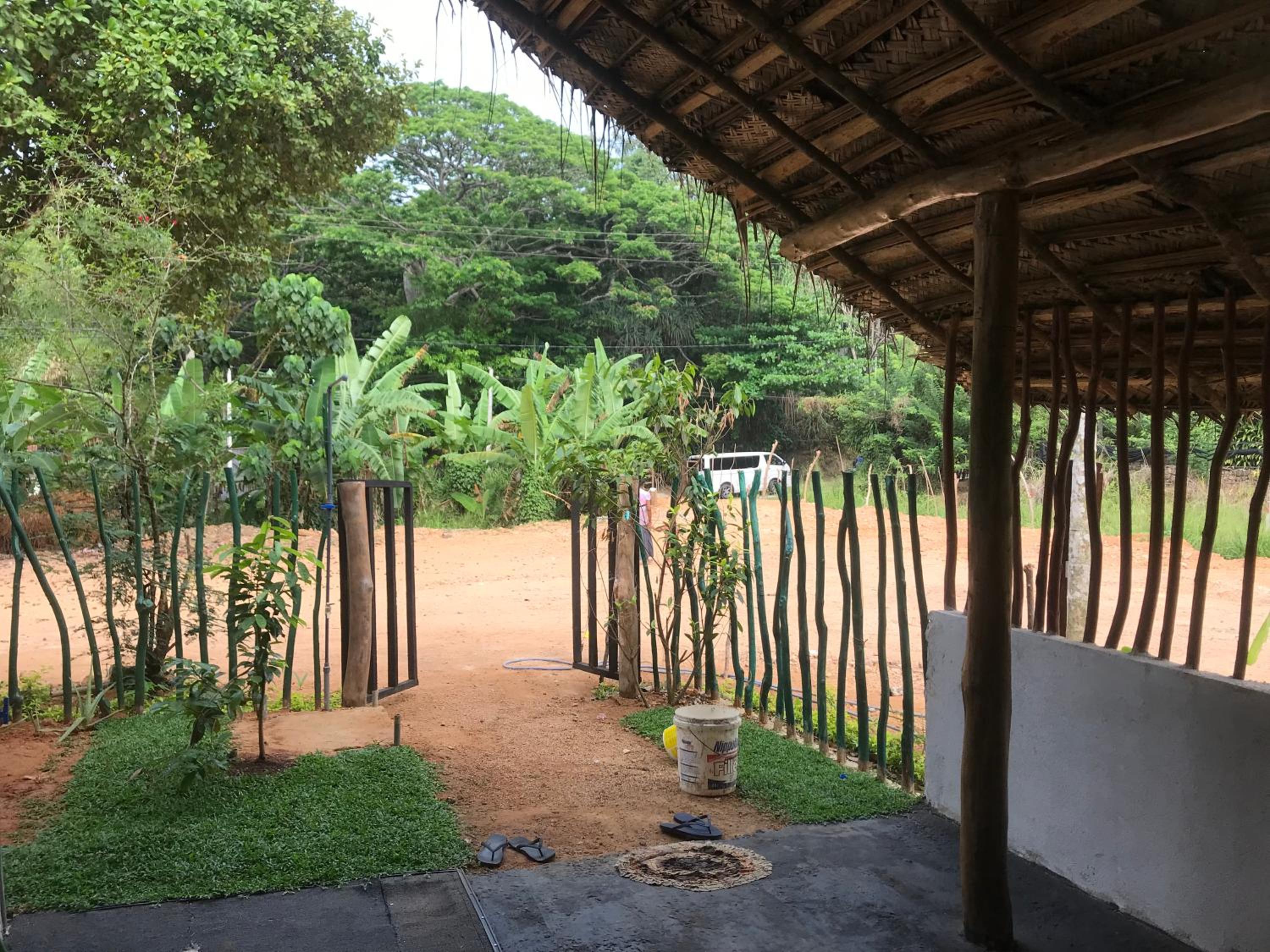 Dillenia canopy