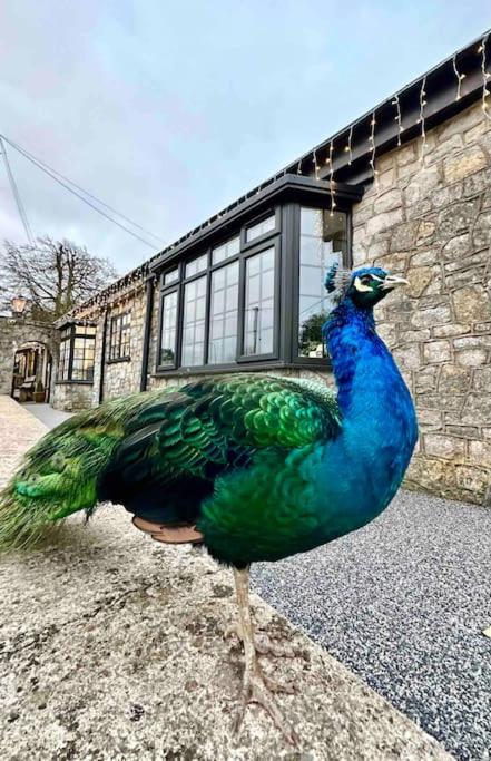 Peacock cottage