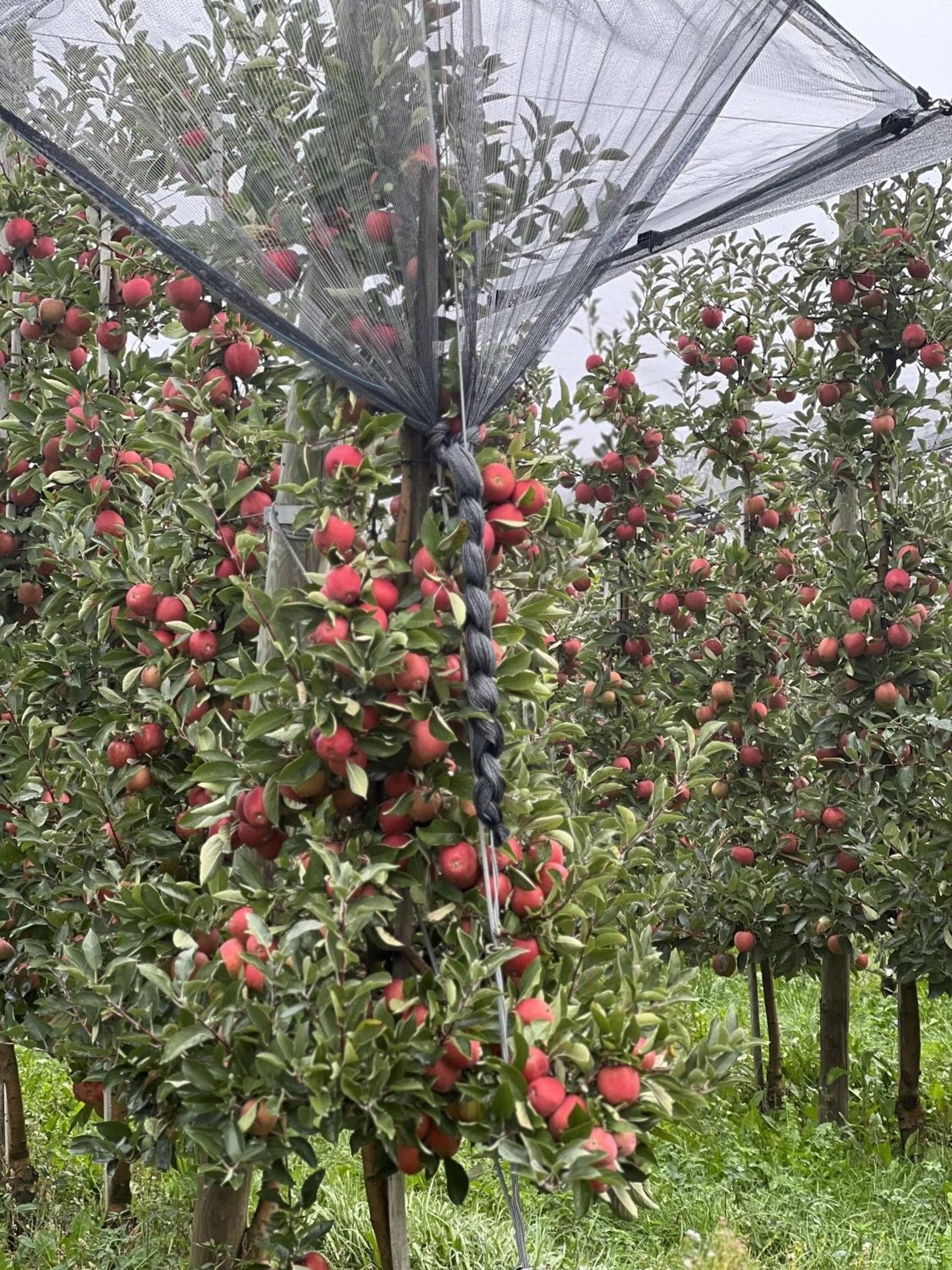 Obst- und Ferienhof Lehle
