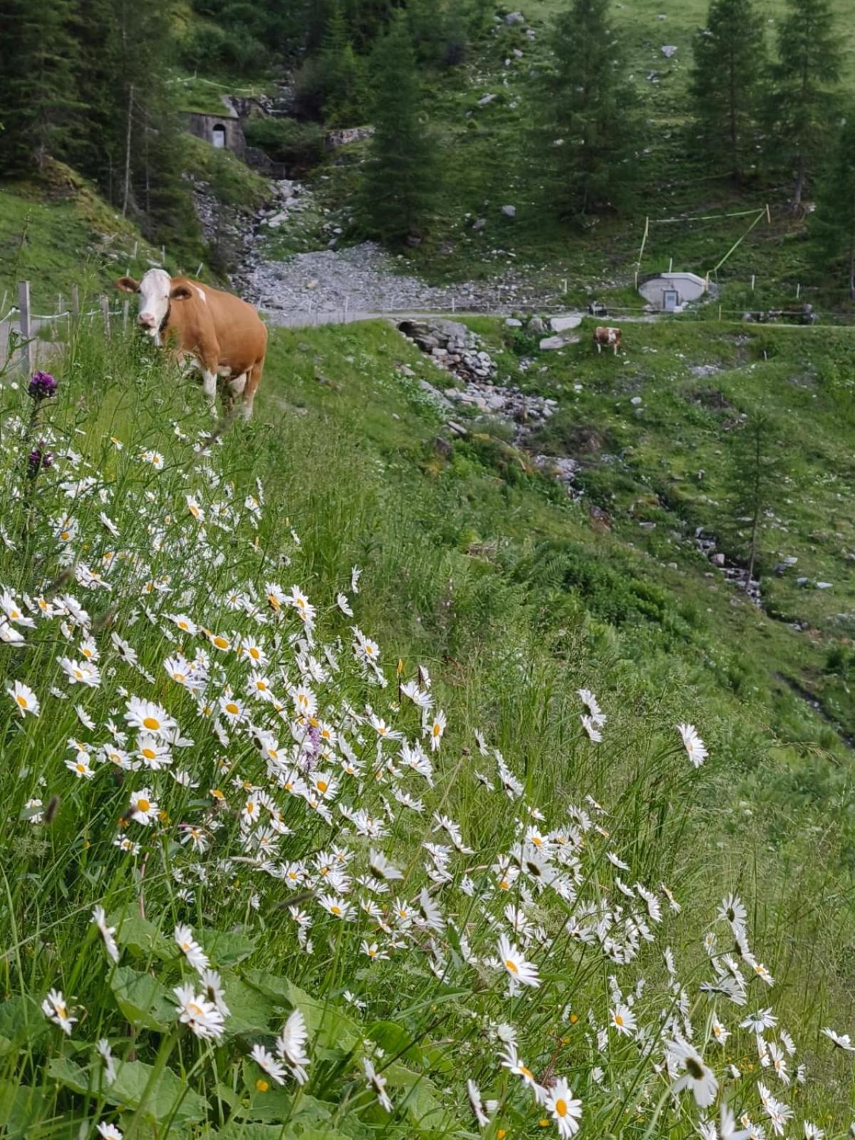 Ferienwohnung Götzner Auszeit