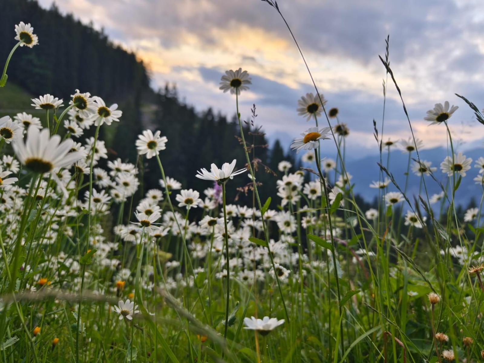 Ferienwohnung Götzner Auszeit