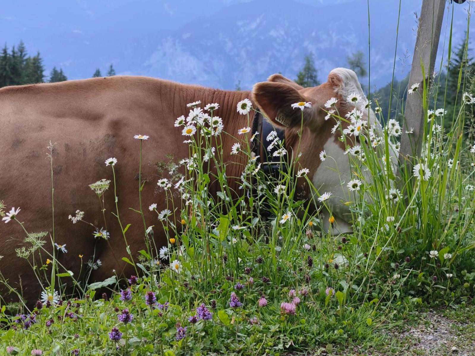Ferienwohnung Götzner Auszeit