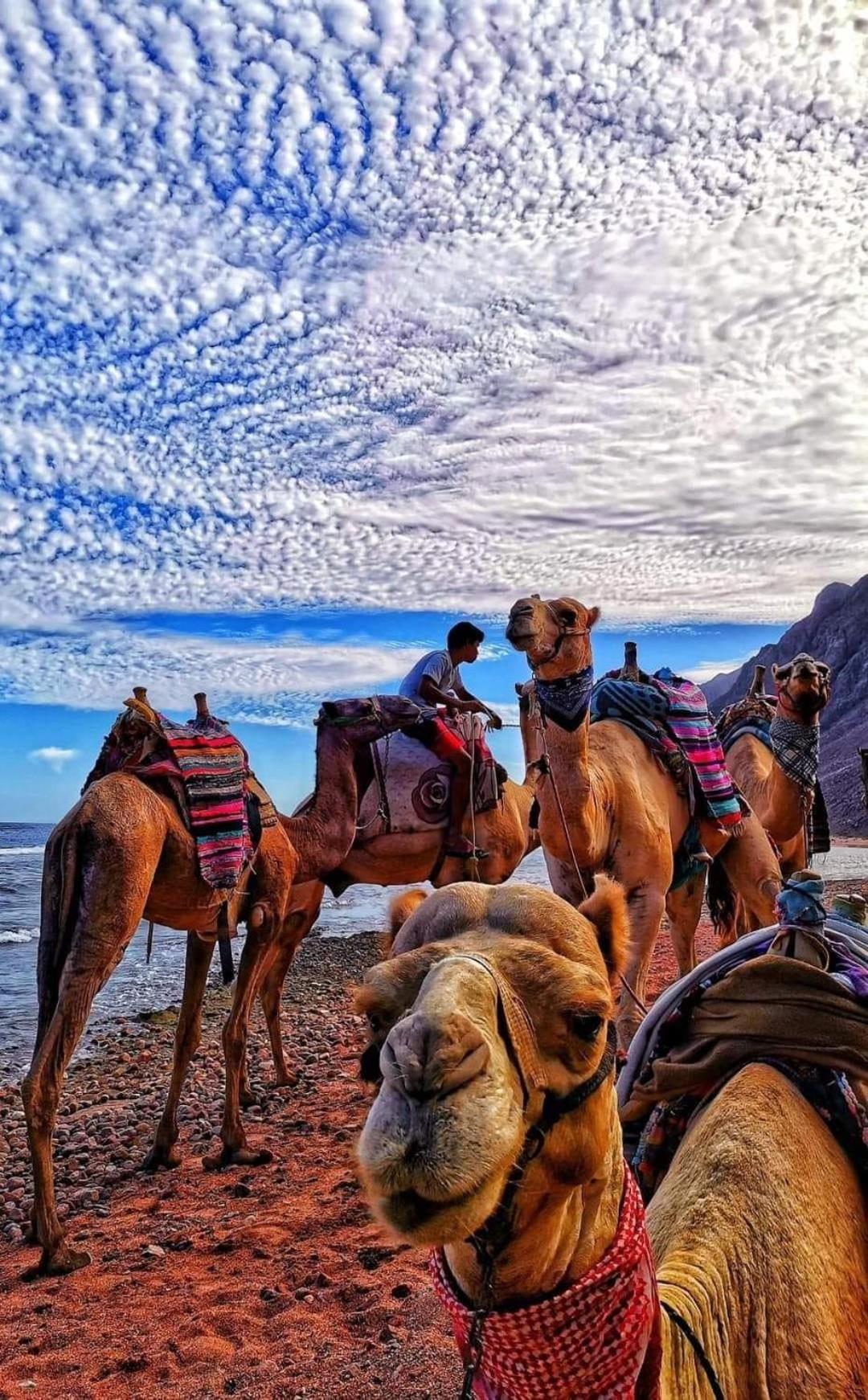 Sunny Dahab Resort Executive Chalet