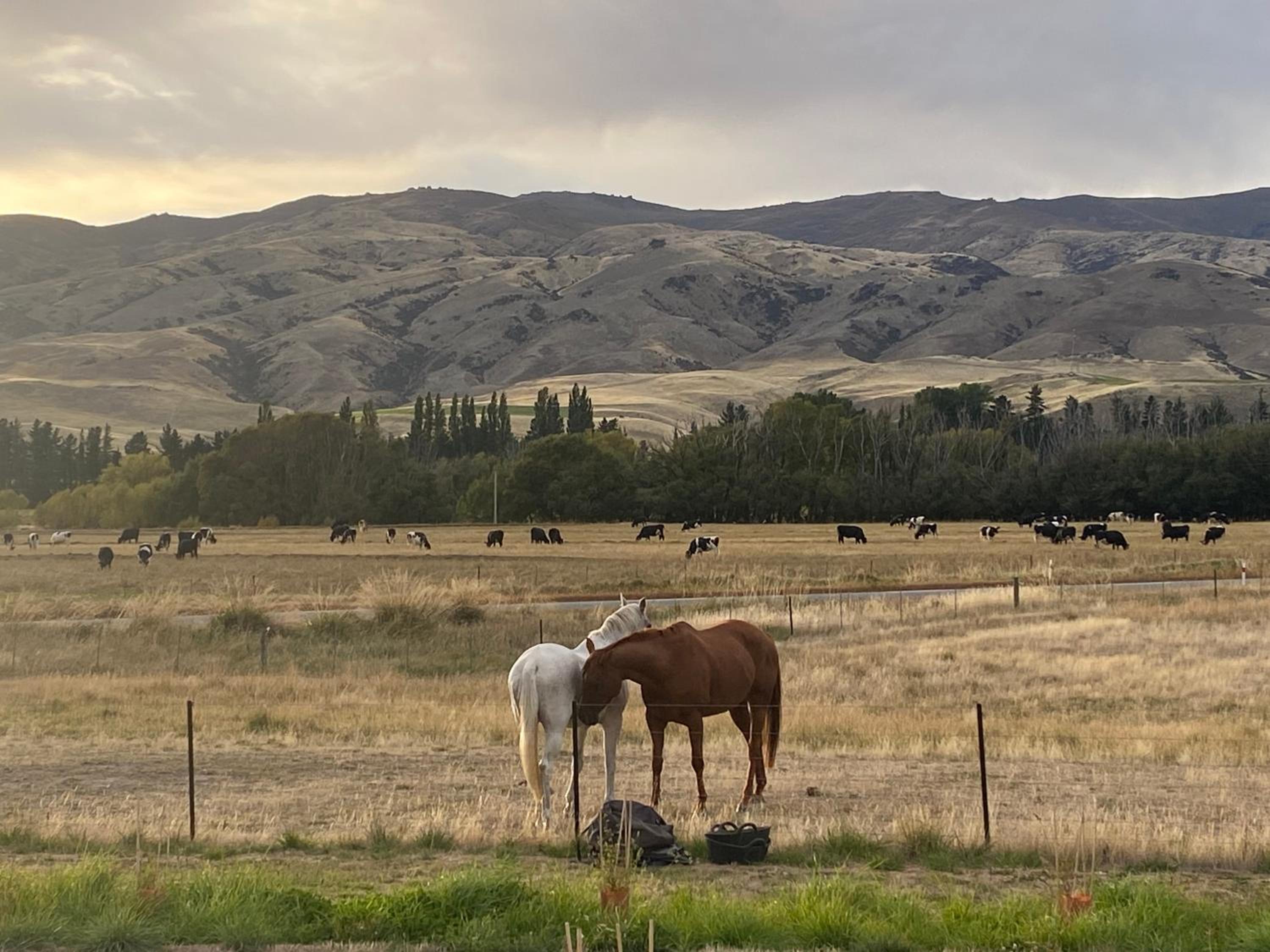 Gold Miners Cottage view 5
