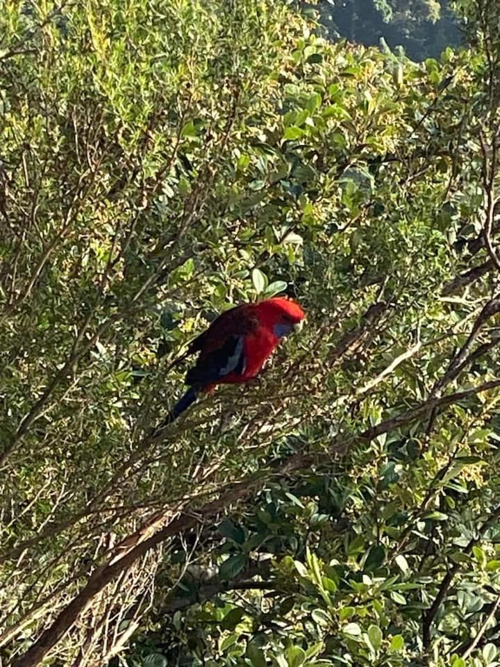 Rosella's On Springbrook