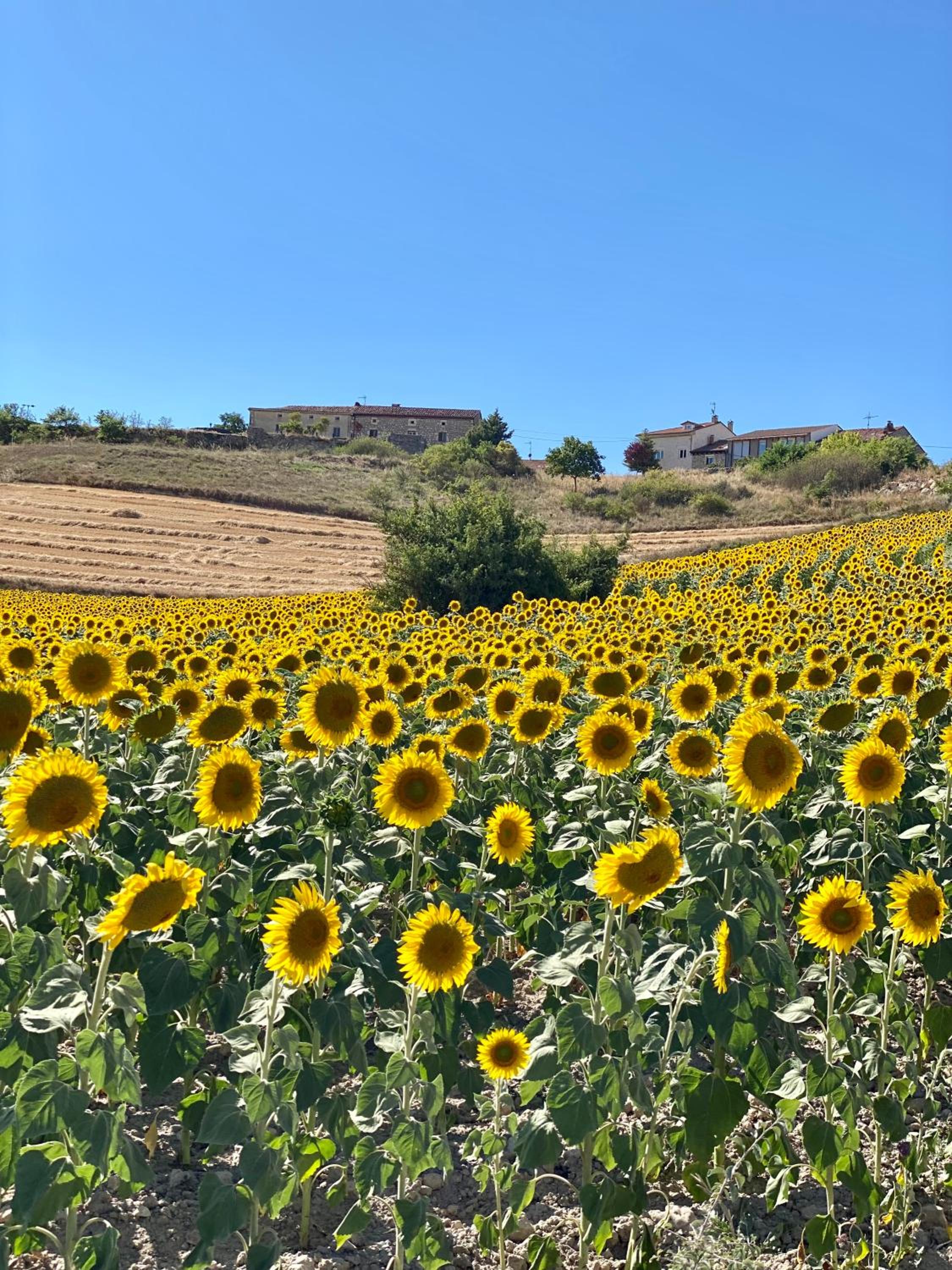 Fresno Vista