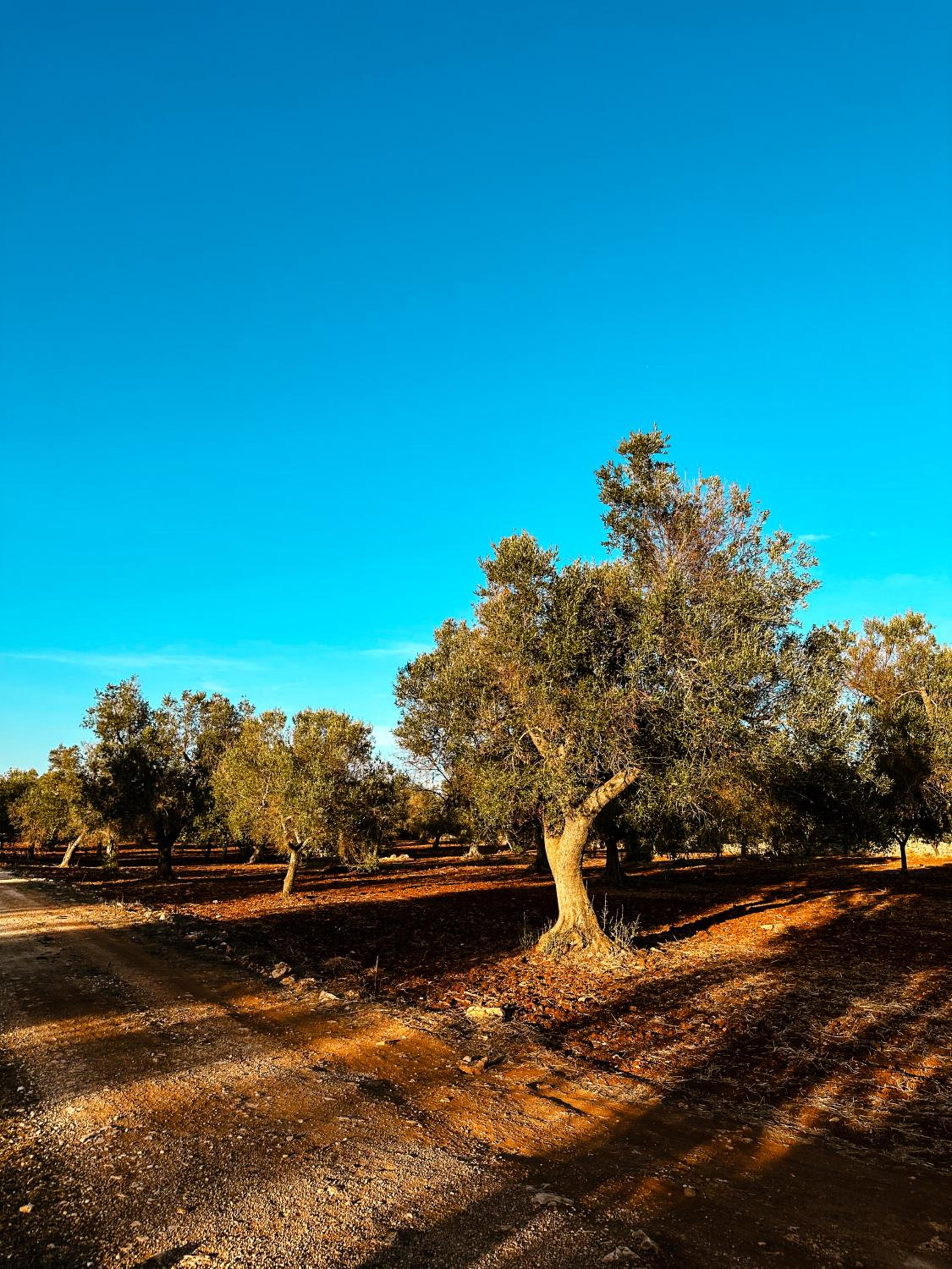 Masseria Cortese