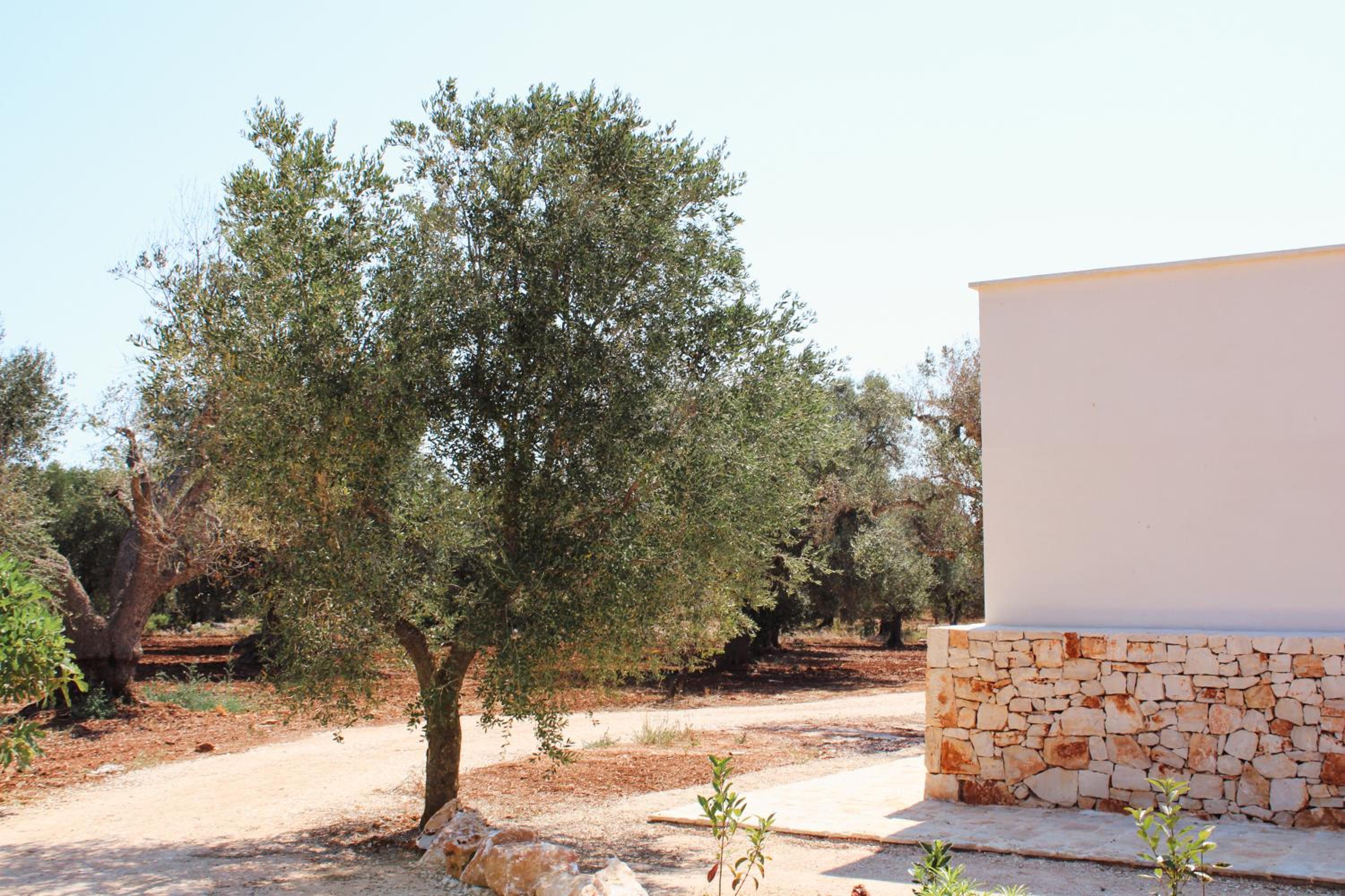 Masseria Cortese