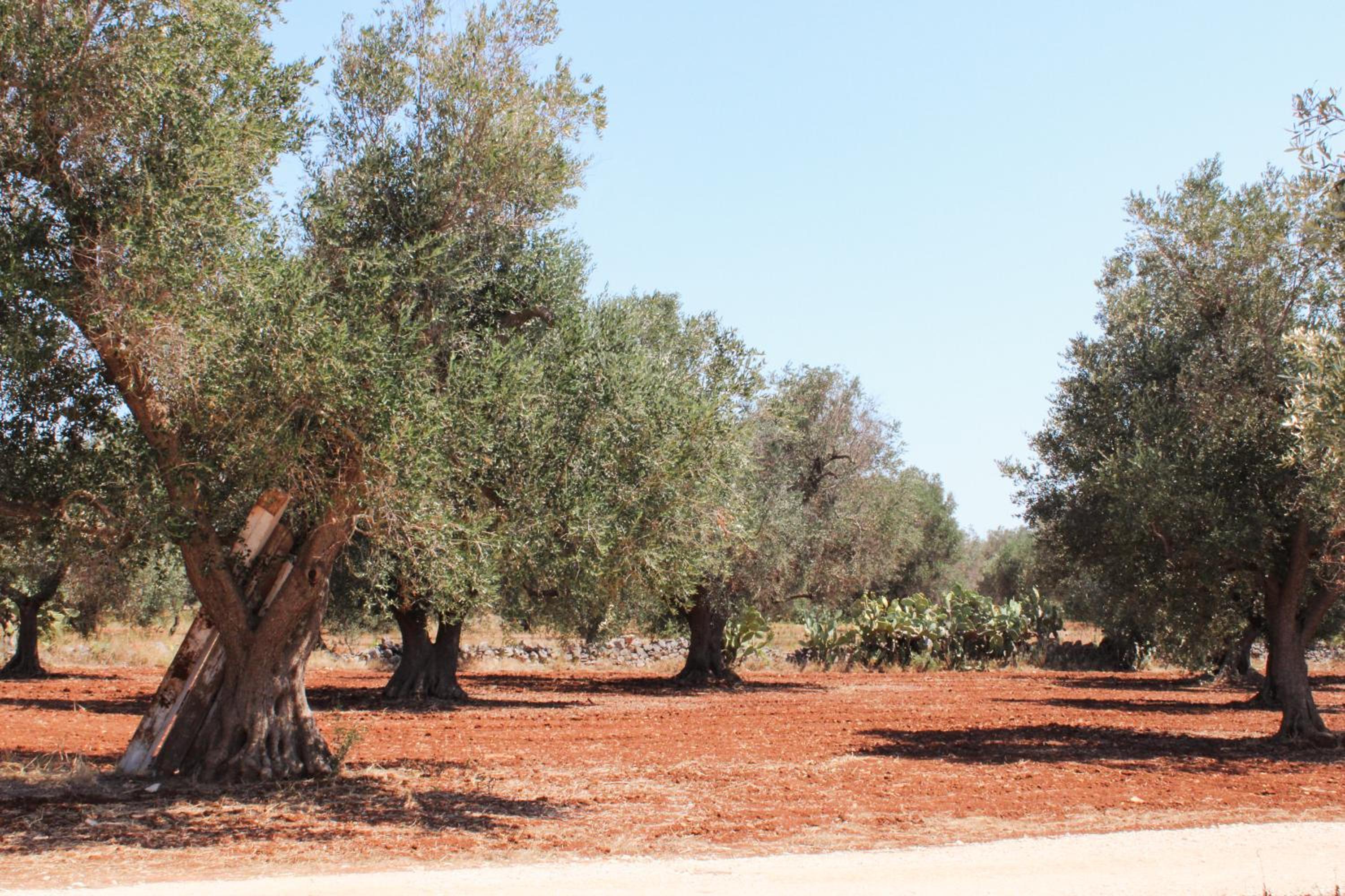 Masseria Cortese