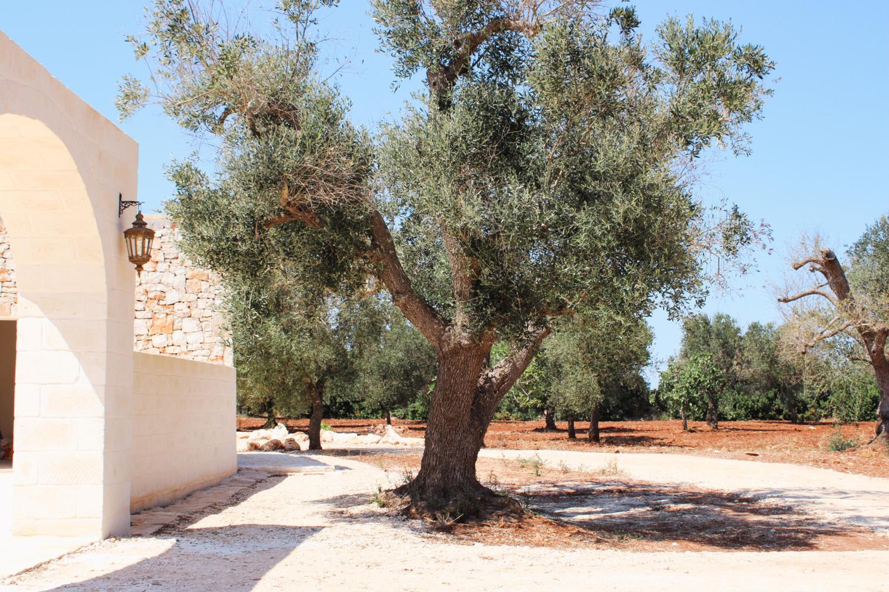Masseria Cortese