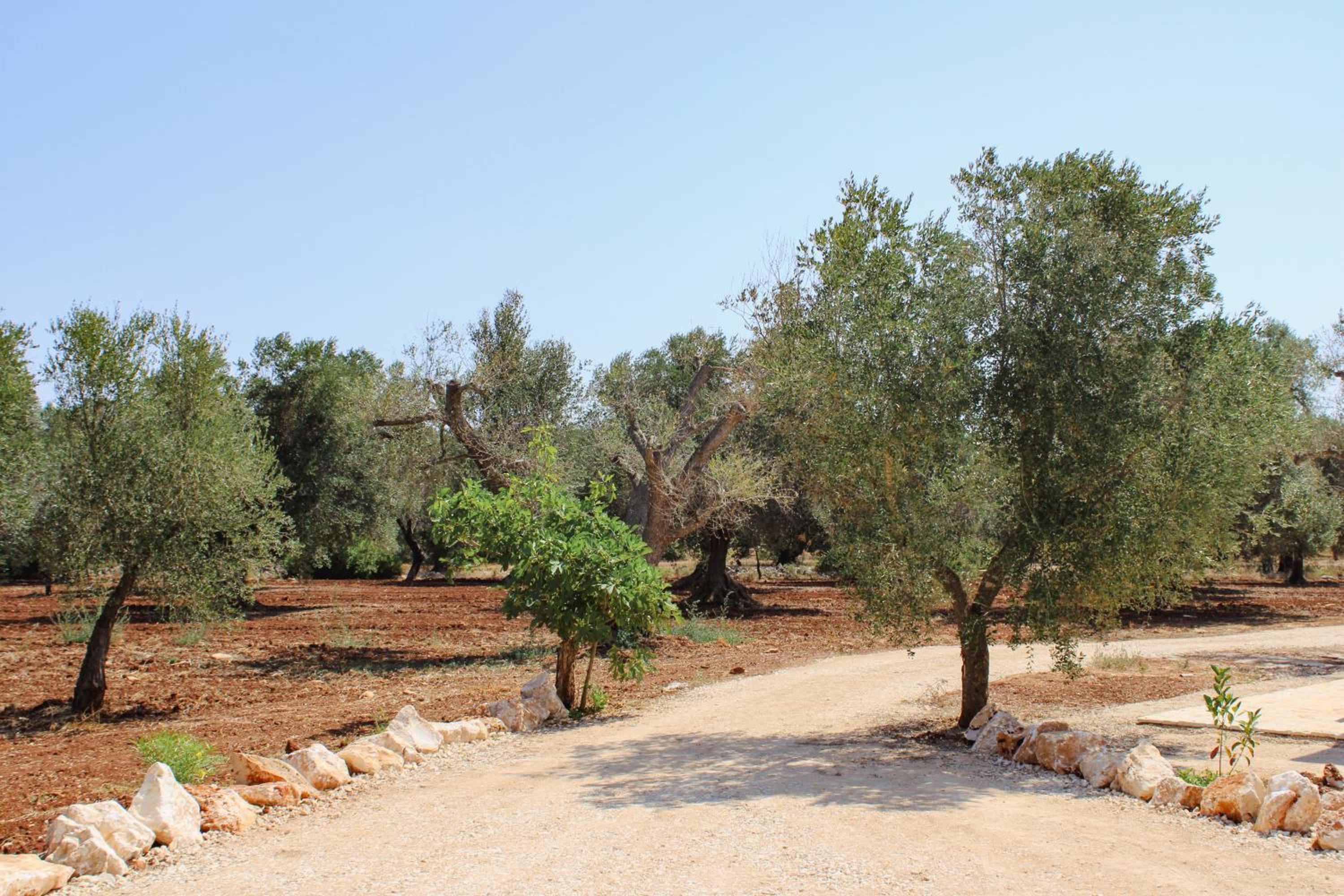 Masseria Cortese