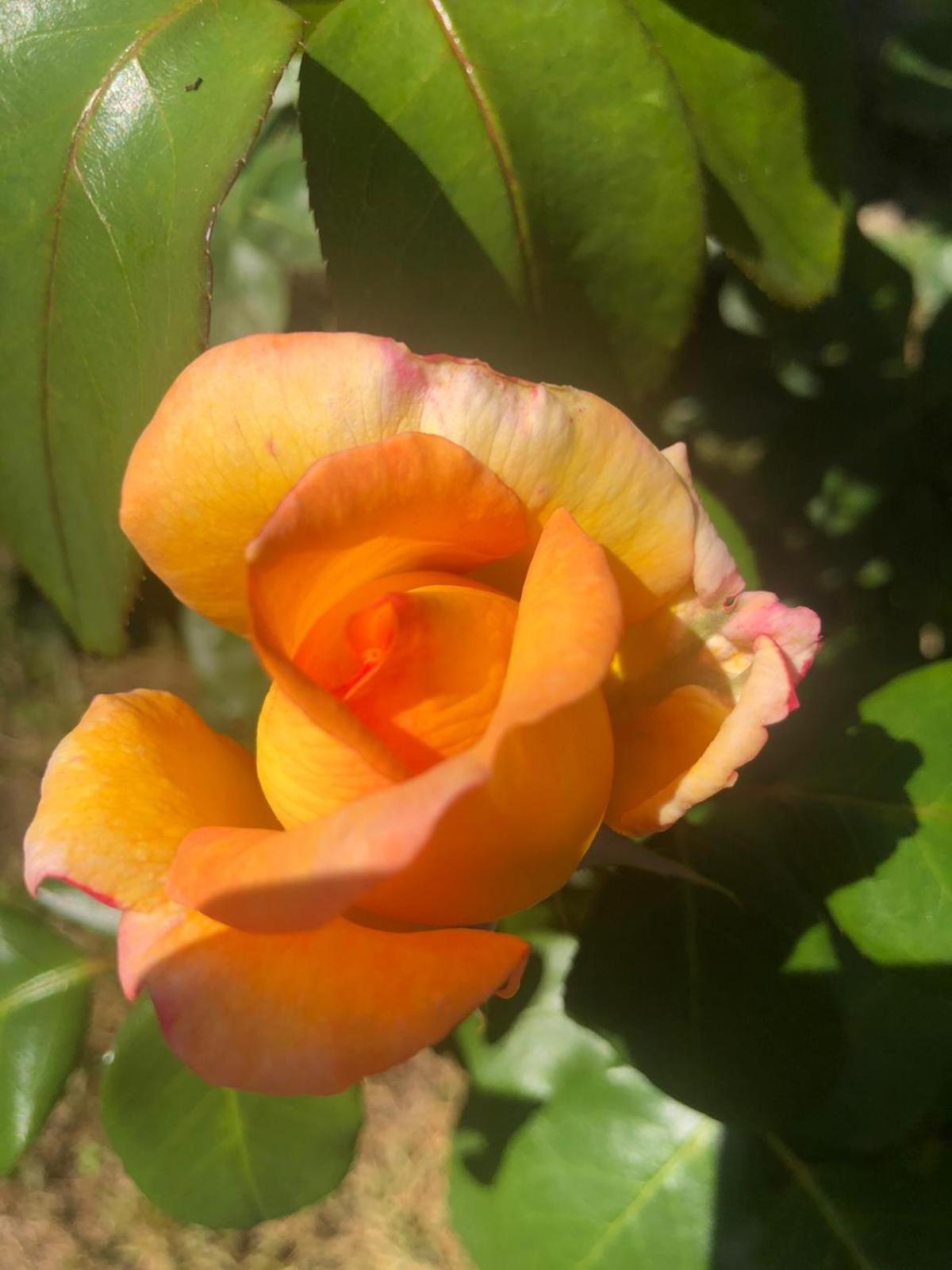 Photo 51