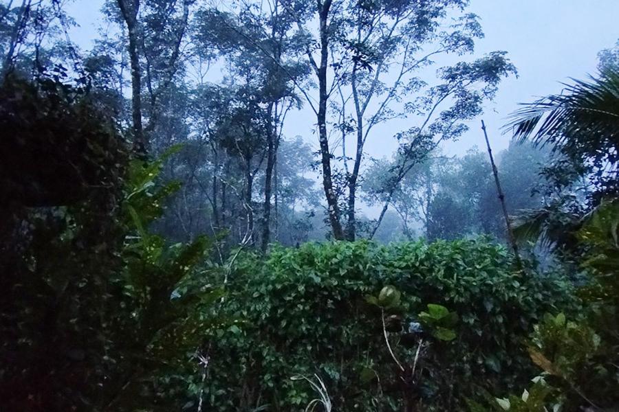 Verdant Hillock