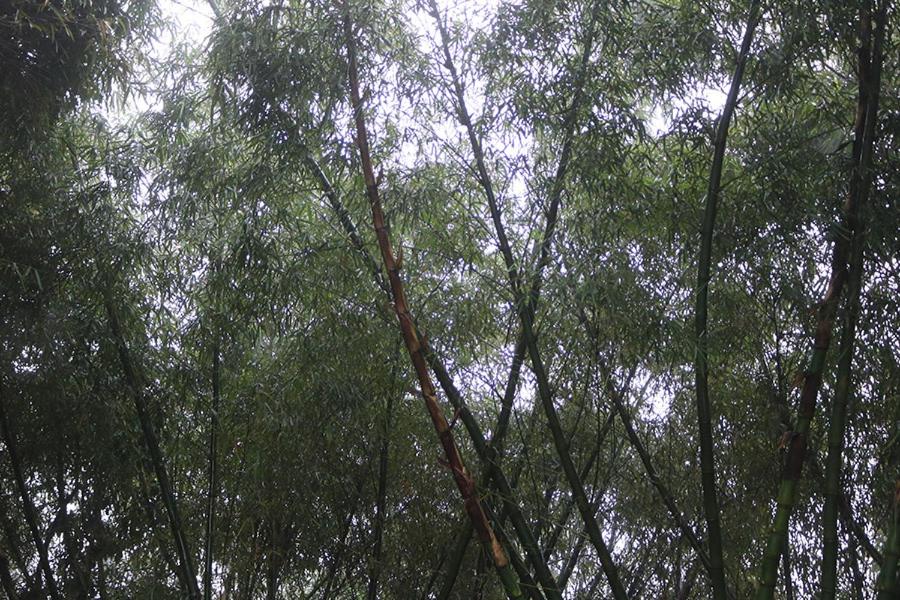 Verdant Hillock