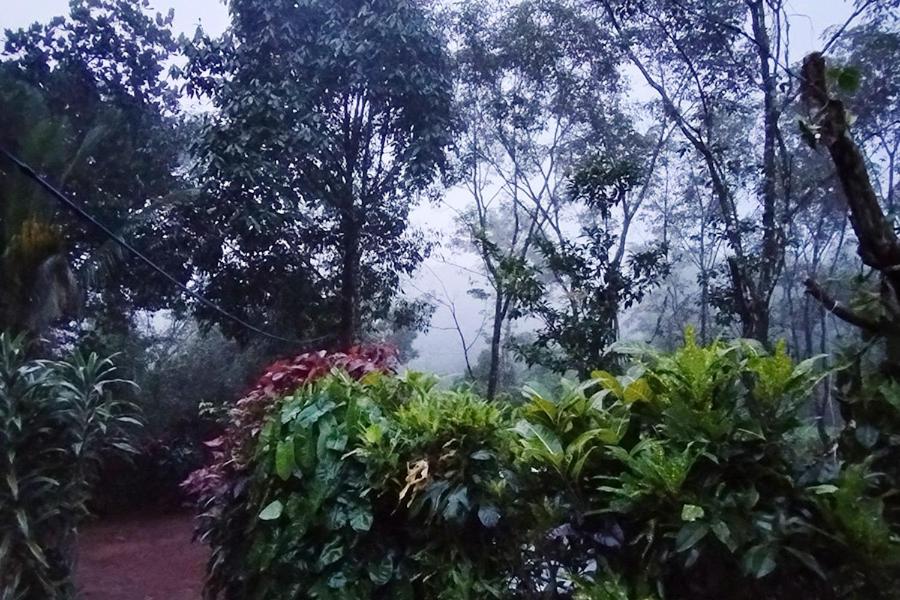 Verdant Hillock