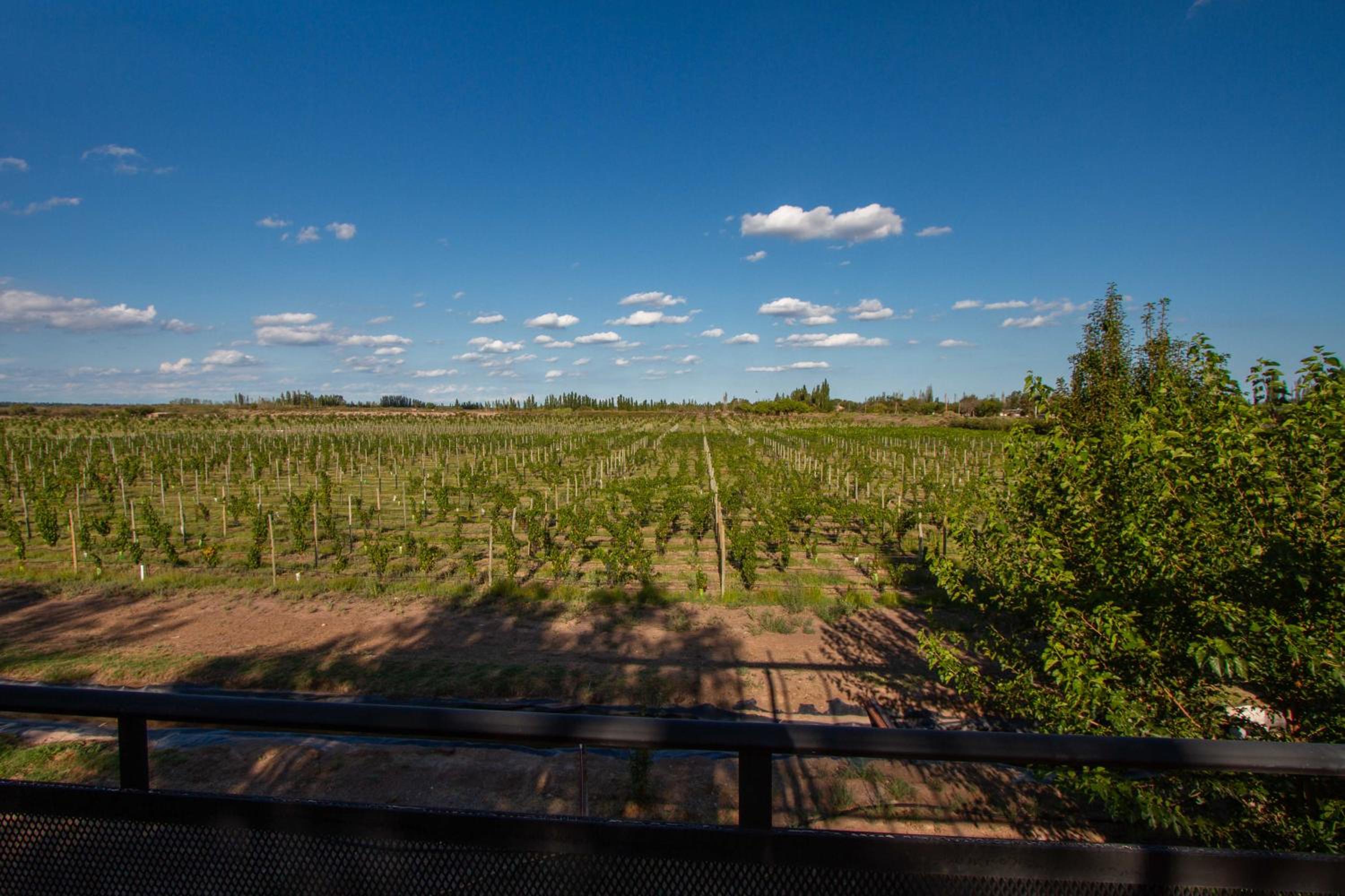 Finca Las Aromáticas, San Rafael