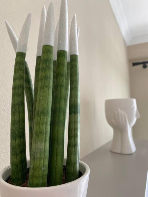 Cozy Flat Appartments in Tirana