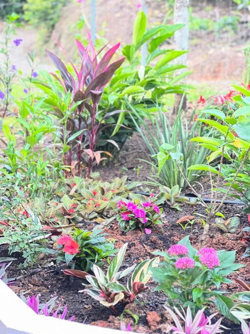 Casa Hummingbird Peace & Nature