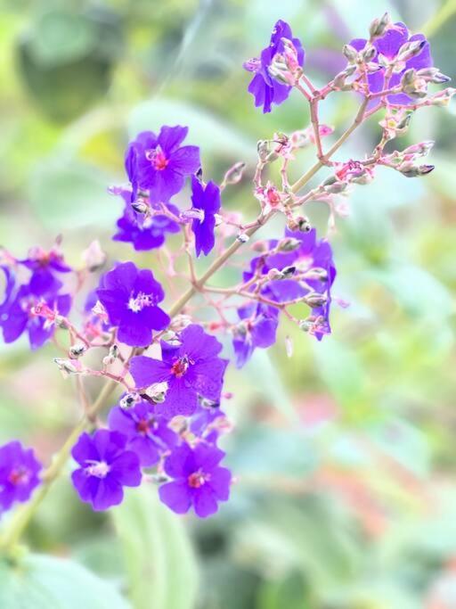 Casa Hummingbird Peace & Nature