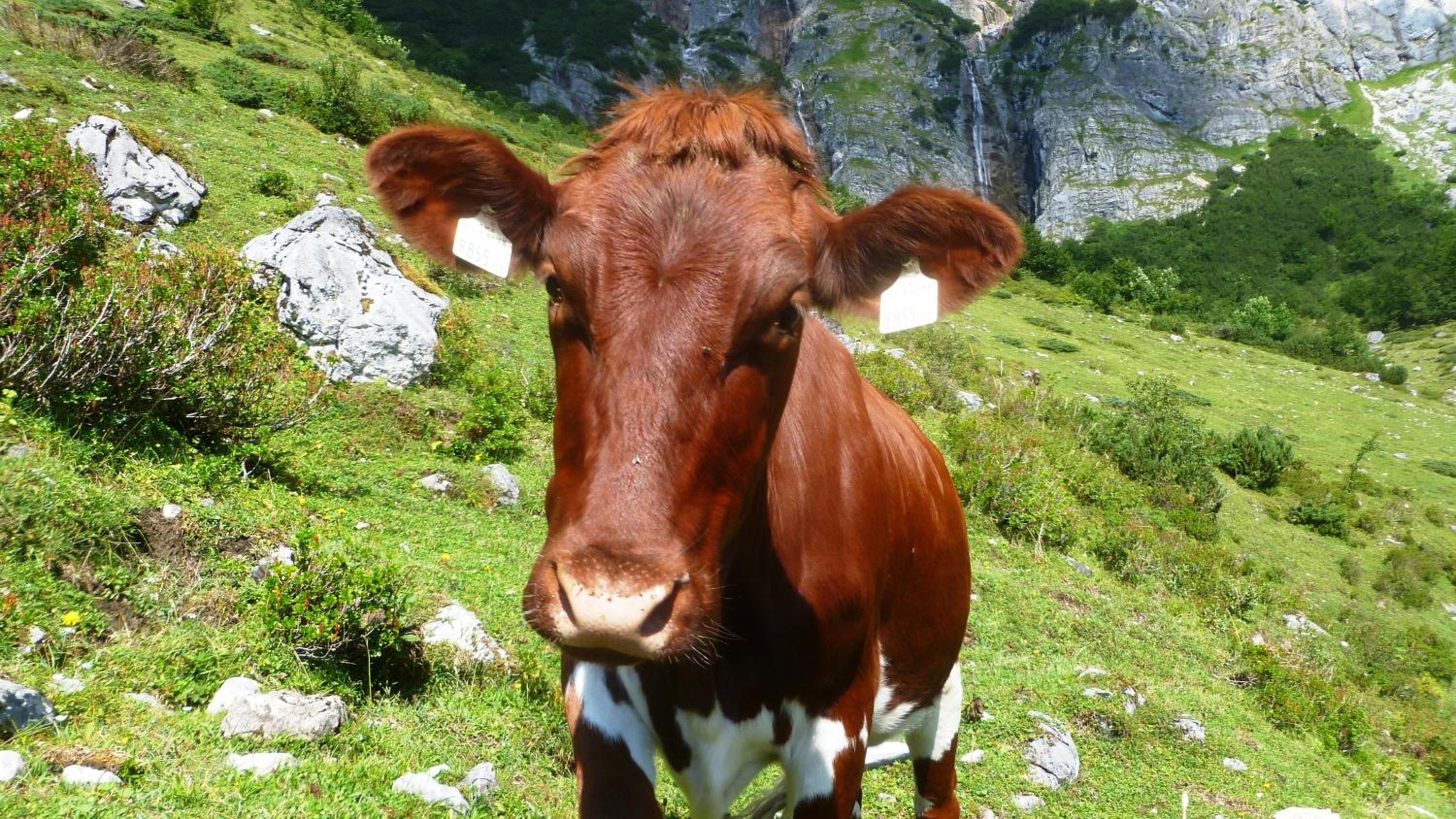Bio Bauernhof Brandgut