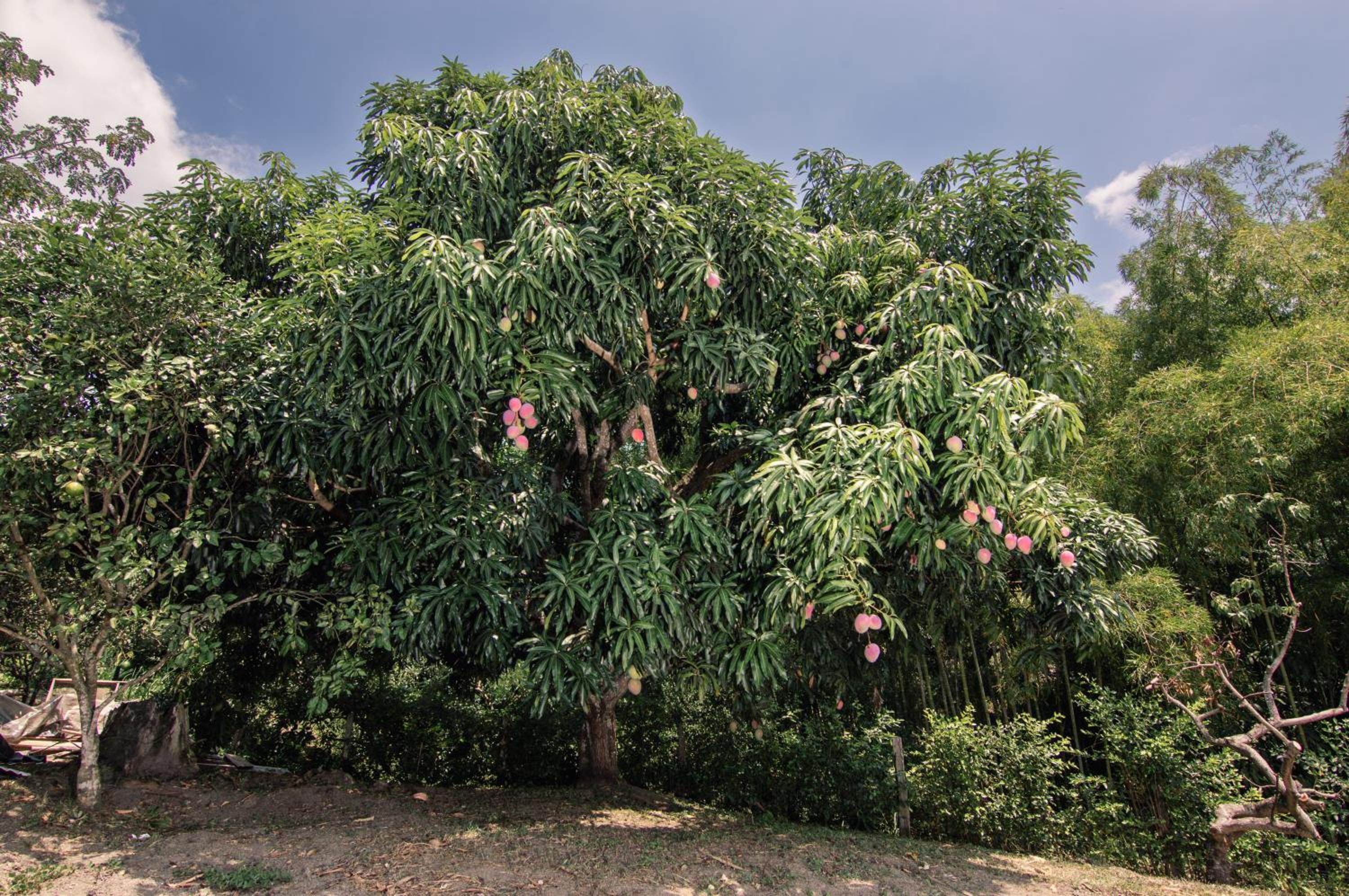 Guaduas de Jade Casa campestre