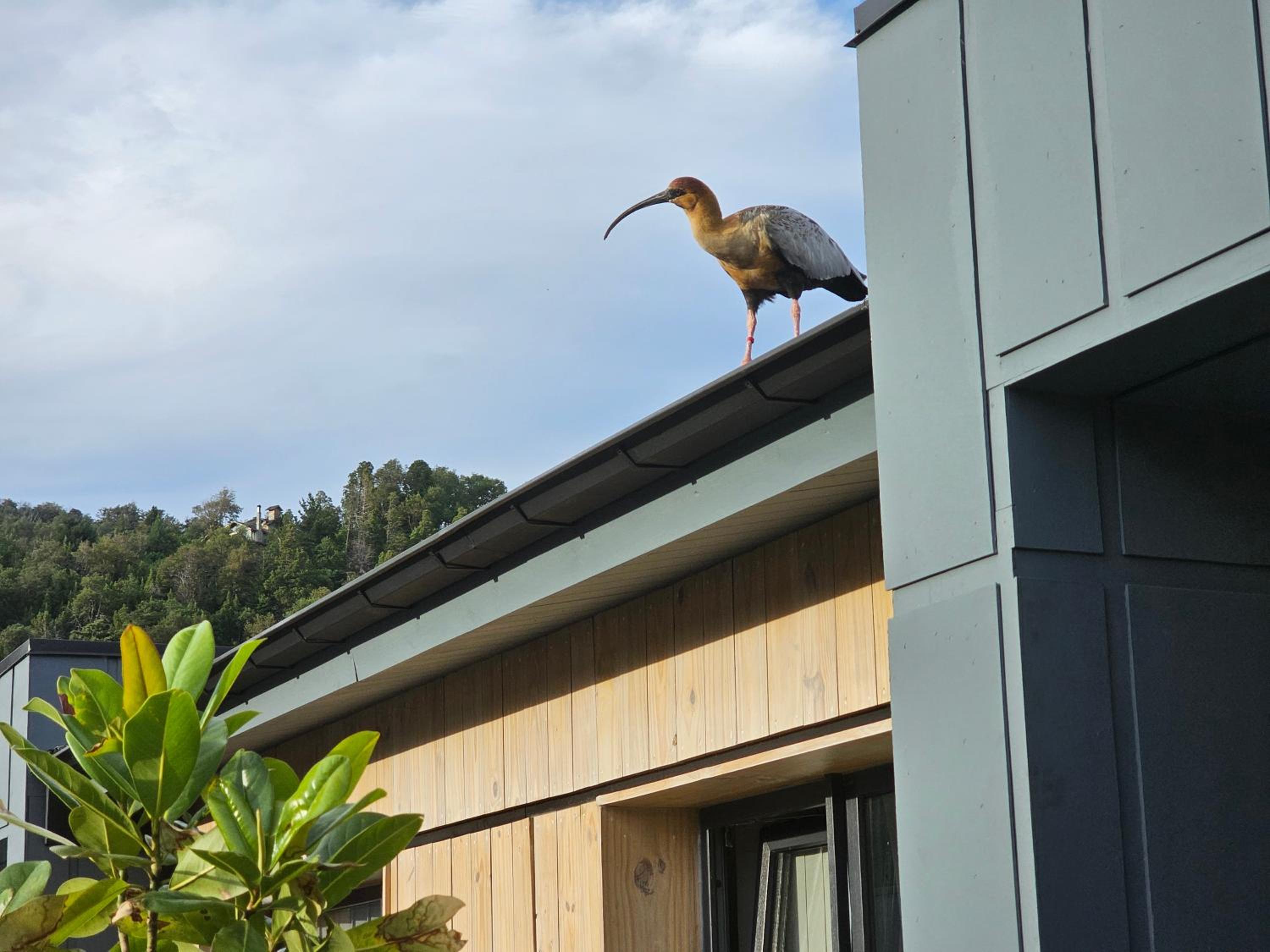 ANDES Apartments - PATAGONIA