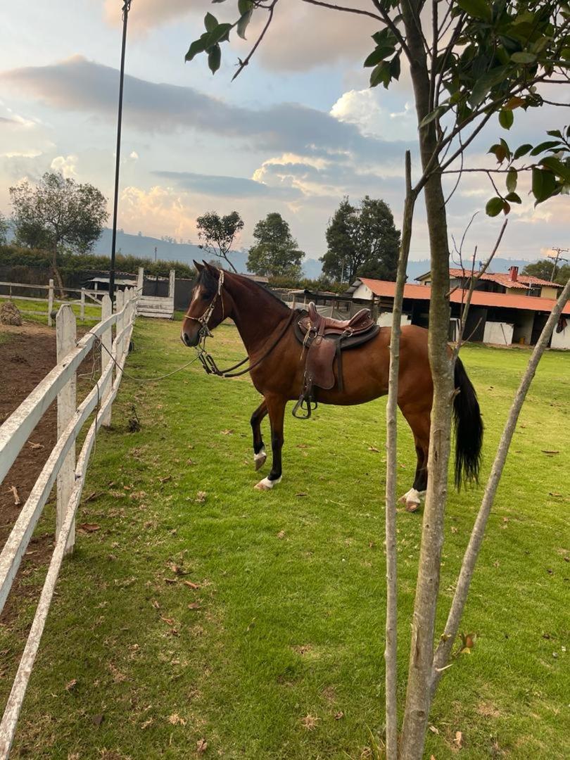 Luxury Finca el Ensueño, casa entera, con Sauna, Jacuzzi, BBQ y Caballos