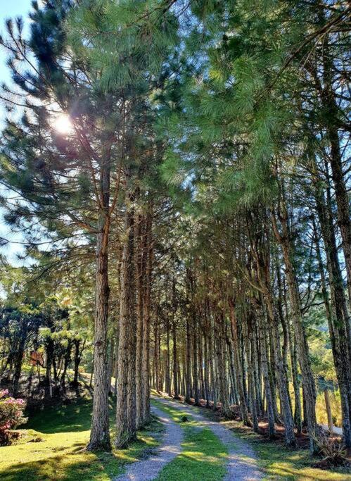 Casa de Campo - Alameda dos Pinus