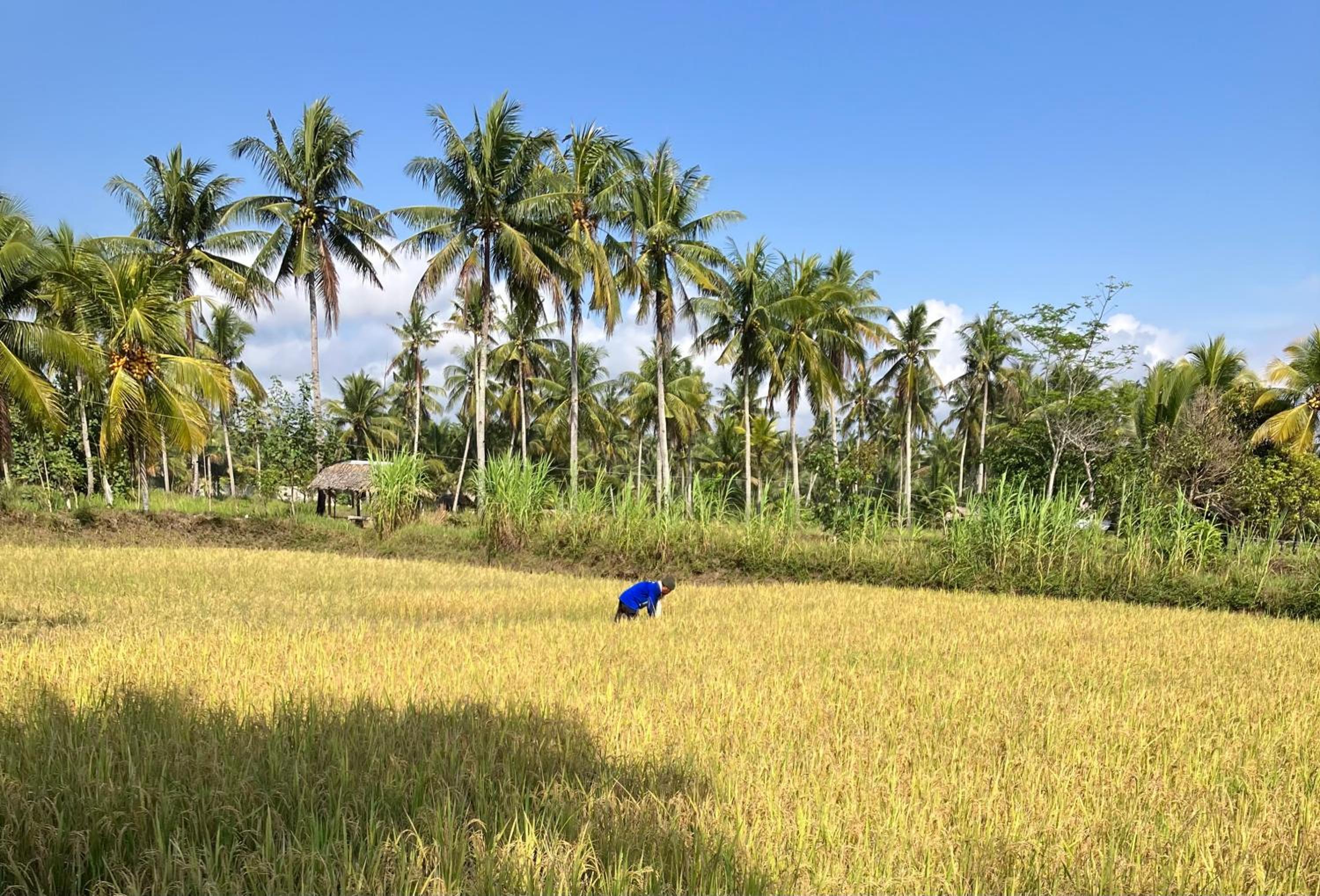 Puri Sanghyang