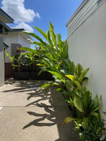 Little Fern House